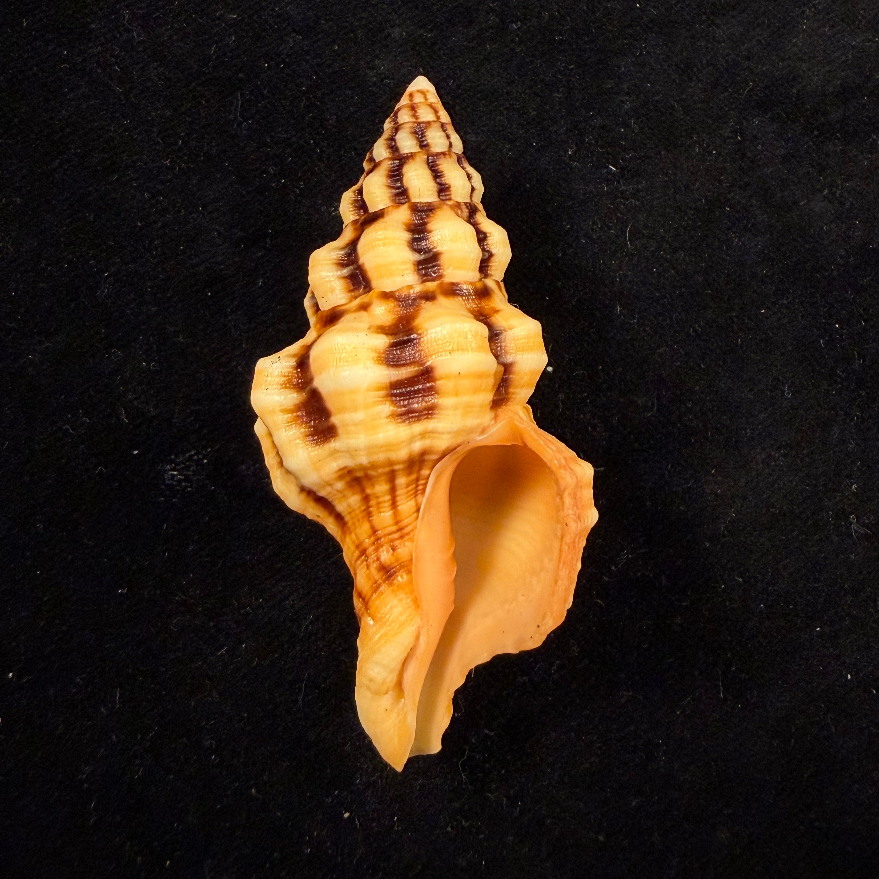 Hemipolygona distincta (A. Adams, 1855) - 61,3mm