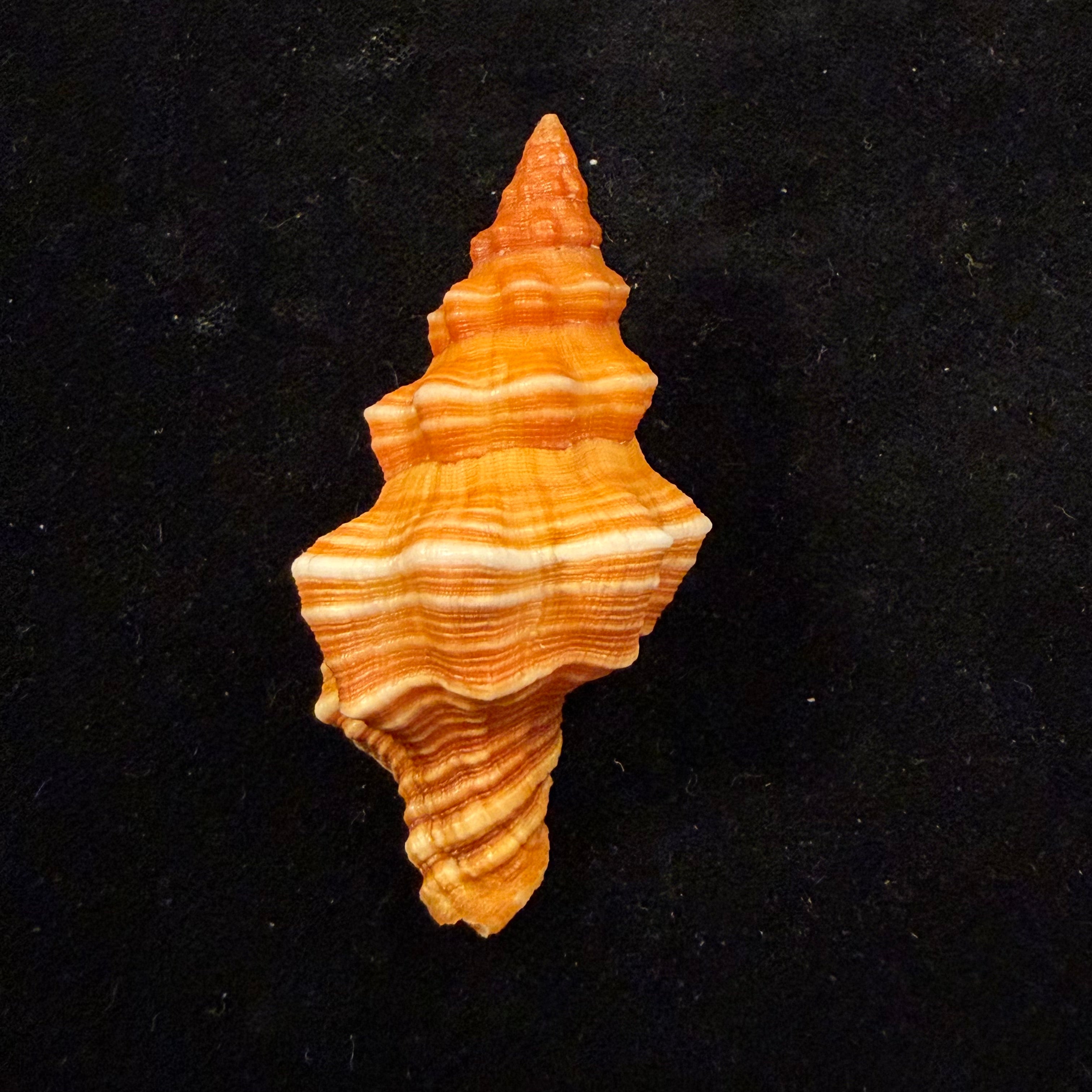Hemipolygona cuna (Petuch, 1990) - 61mm