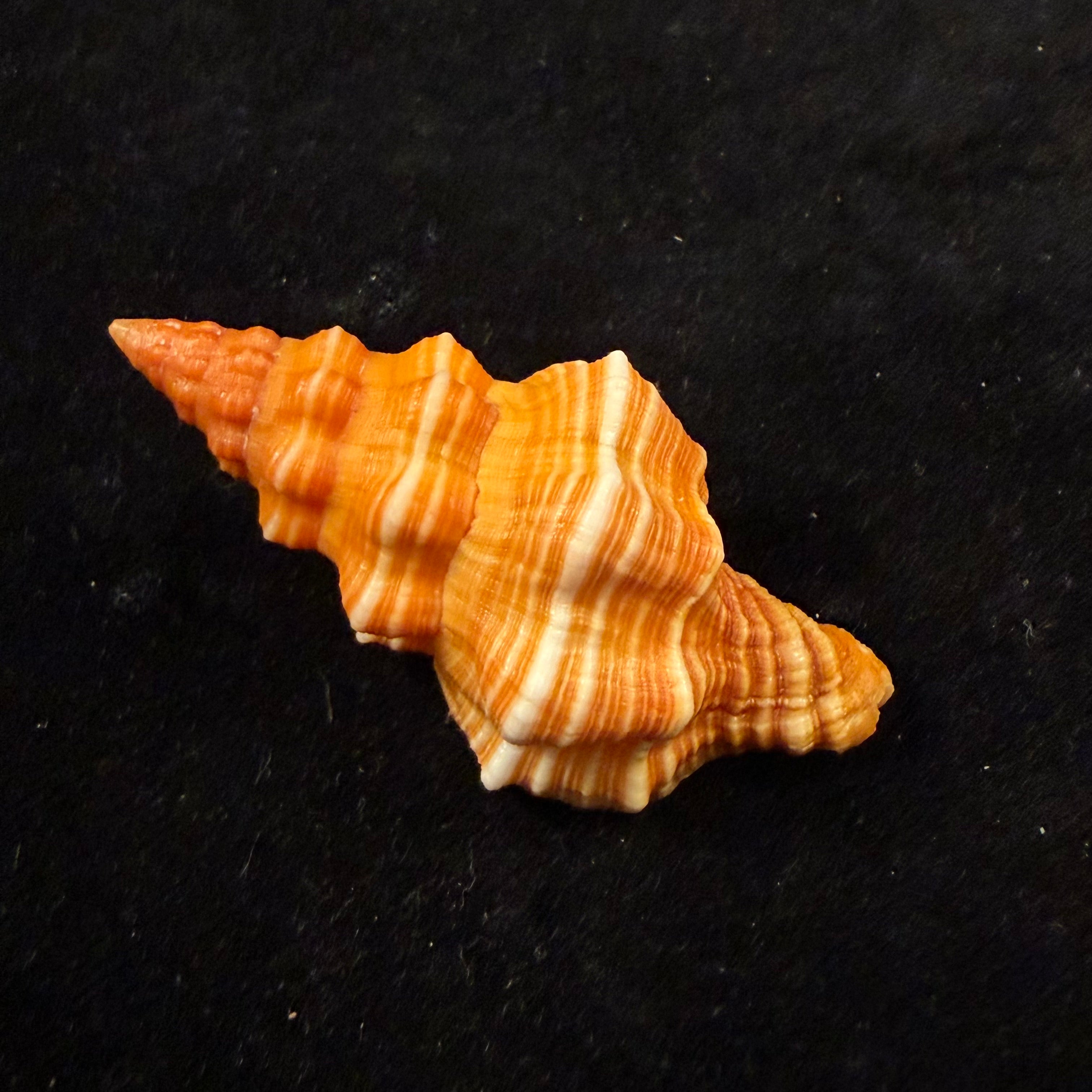 Hemipolygona cuna (Petuch, 1990) - 61mm