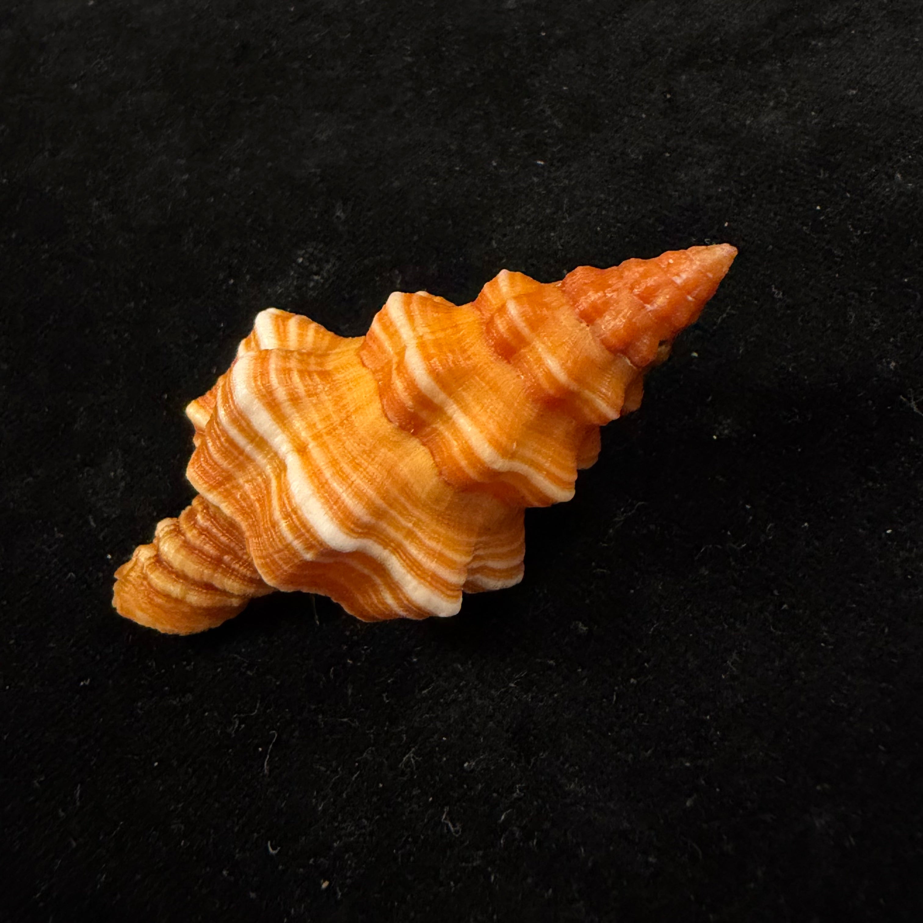 Hemipolygona cuna (Petuch, 1990) - 61mm
