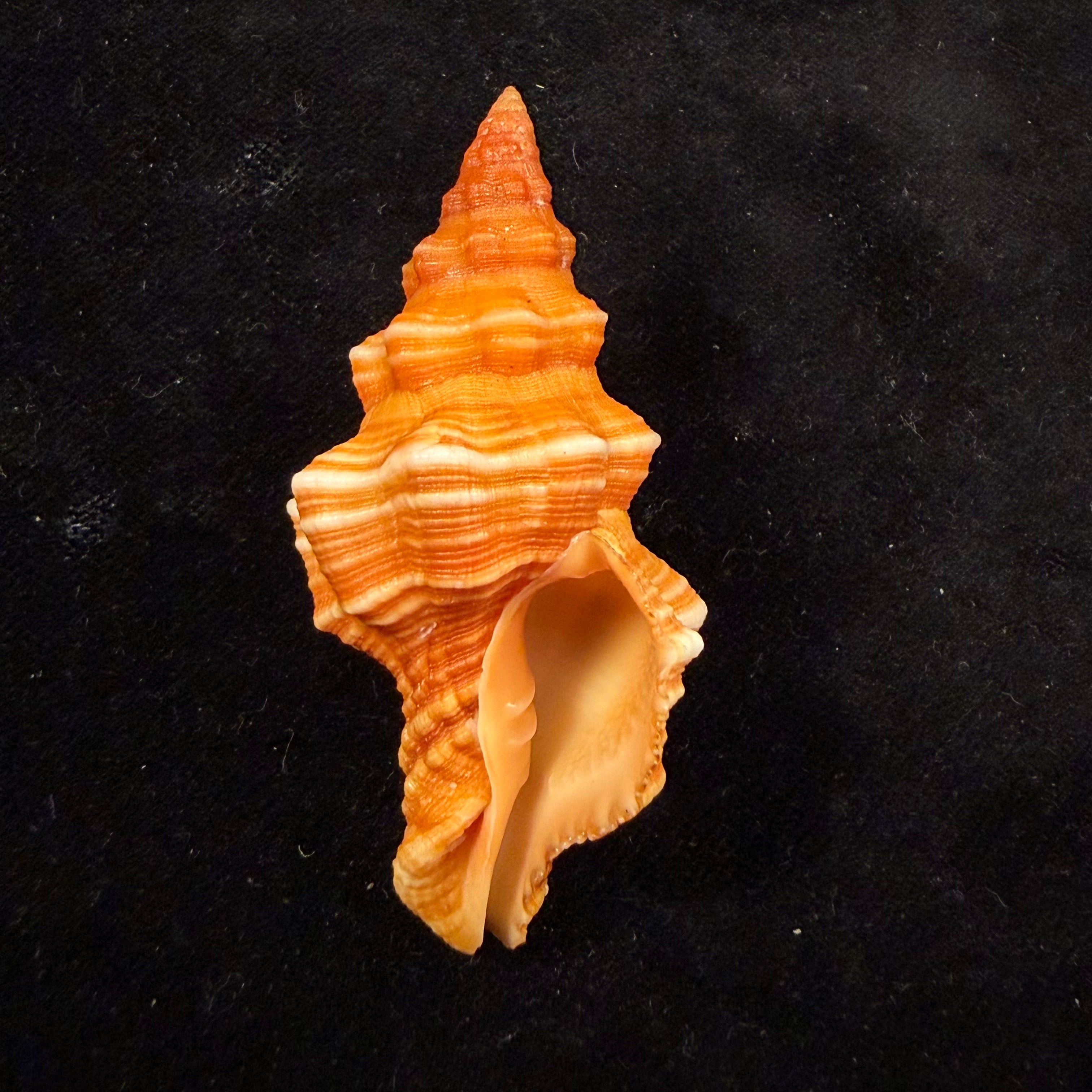 Hemipolygona cuna (Petuch, 1990) - 61mm