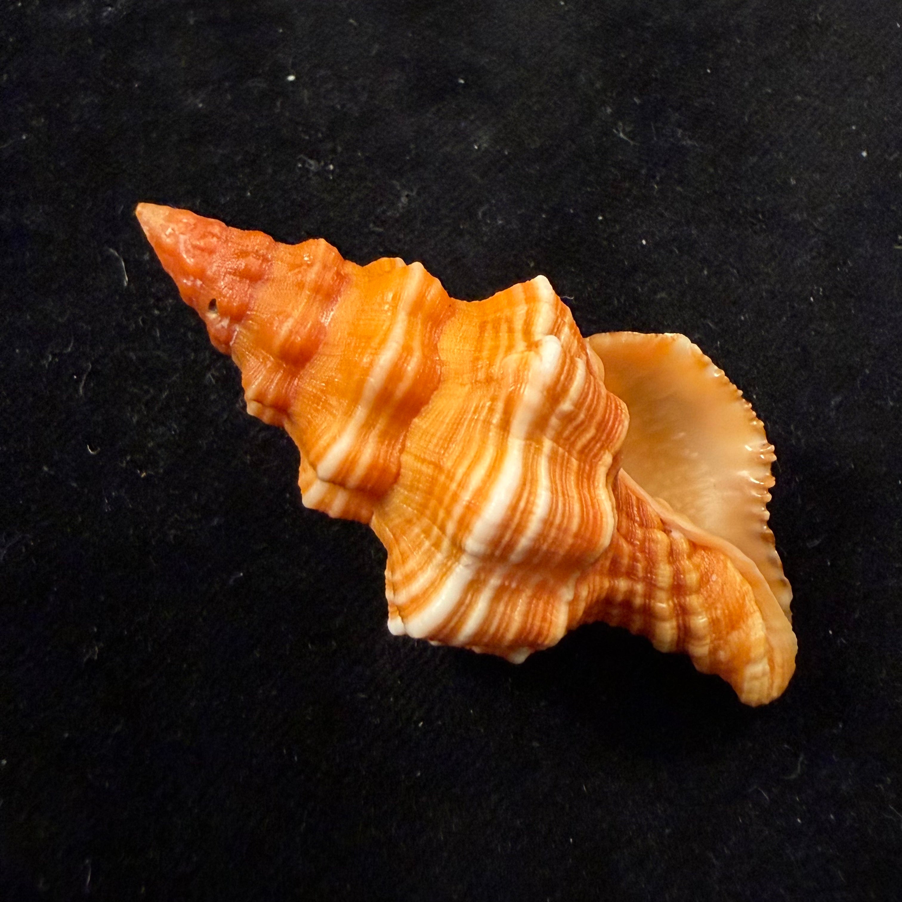 Hemipolygona cuna (Petuch, 1990) - 61mm