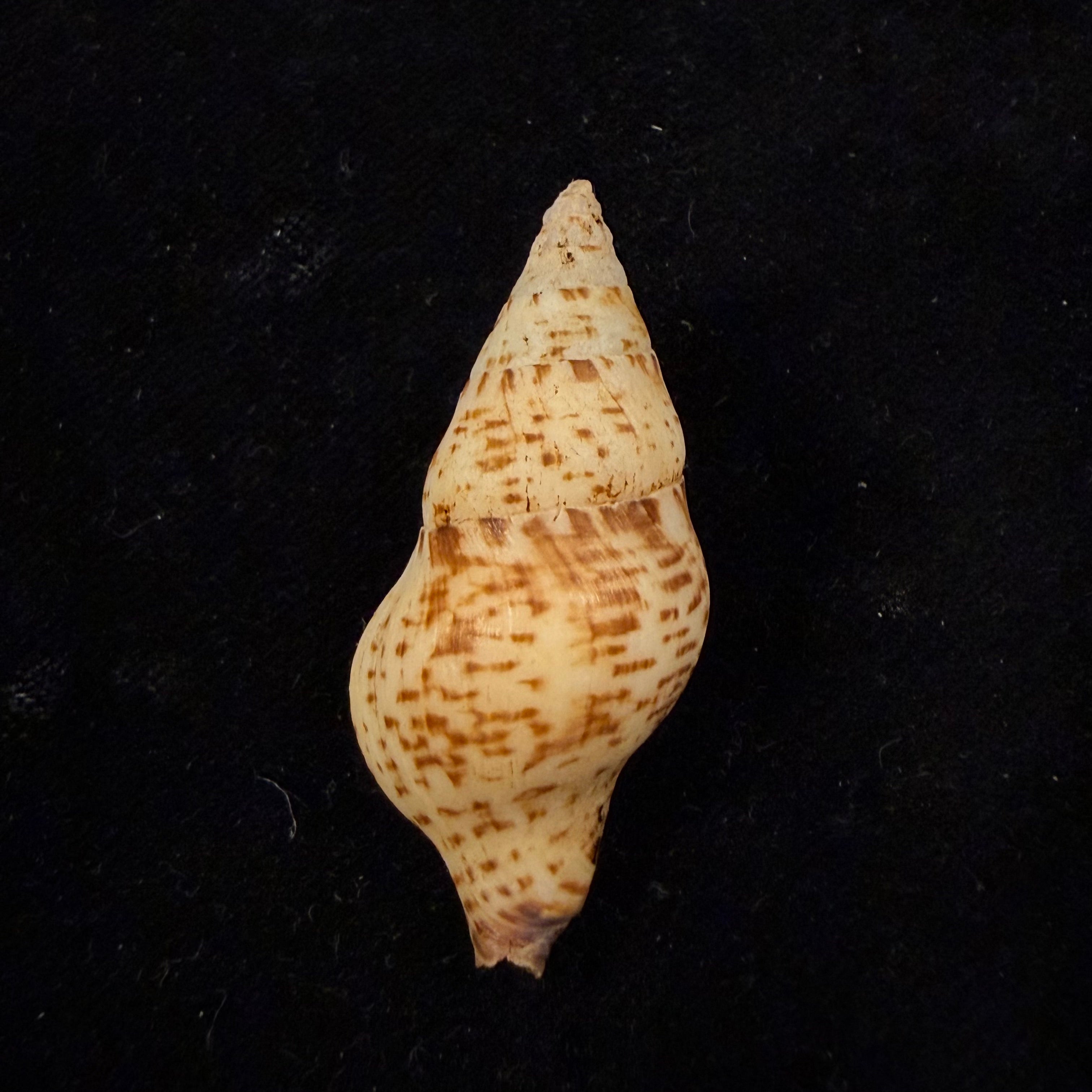 Euthria calypso Cosel & Burnay, 1983 - 44,8mm