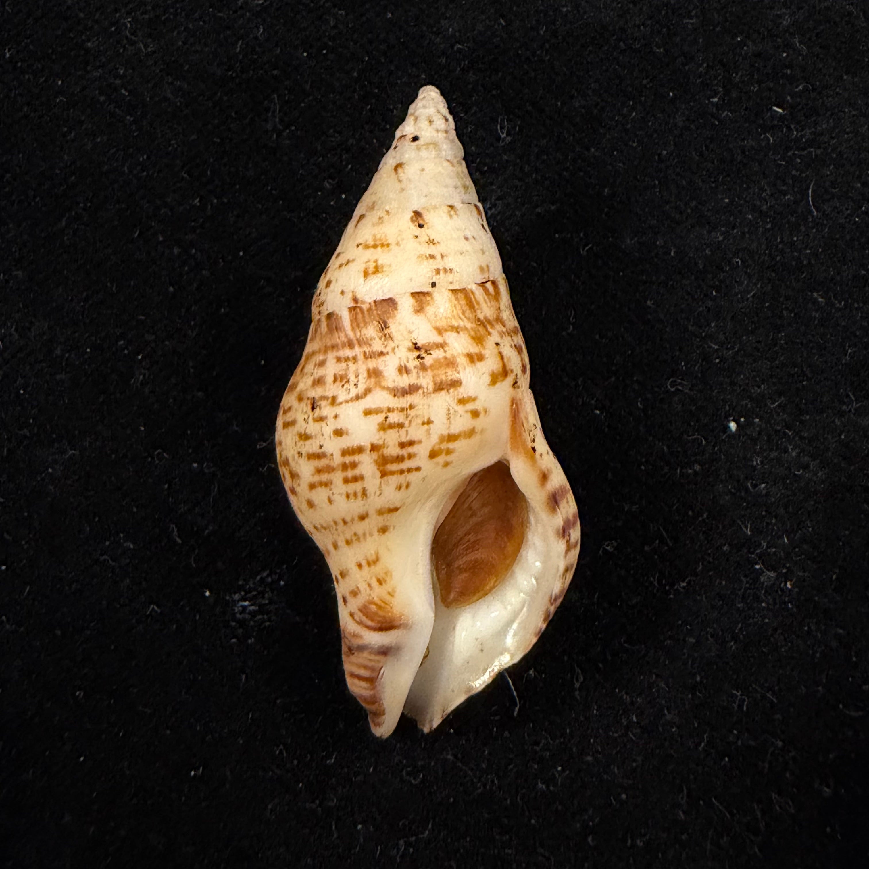 Euthria calypso Cosel & Burnay, 1983 - 44,8mm