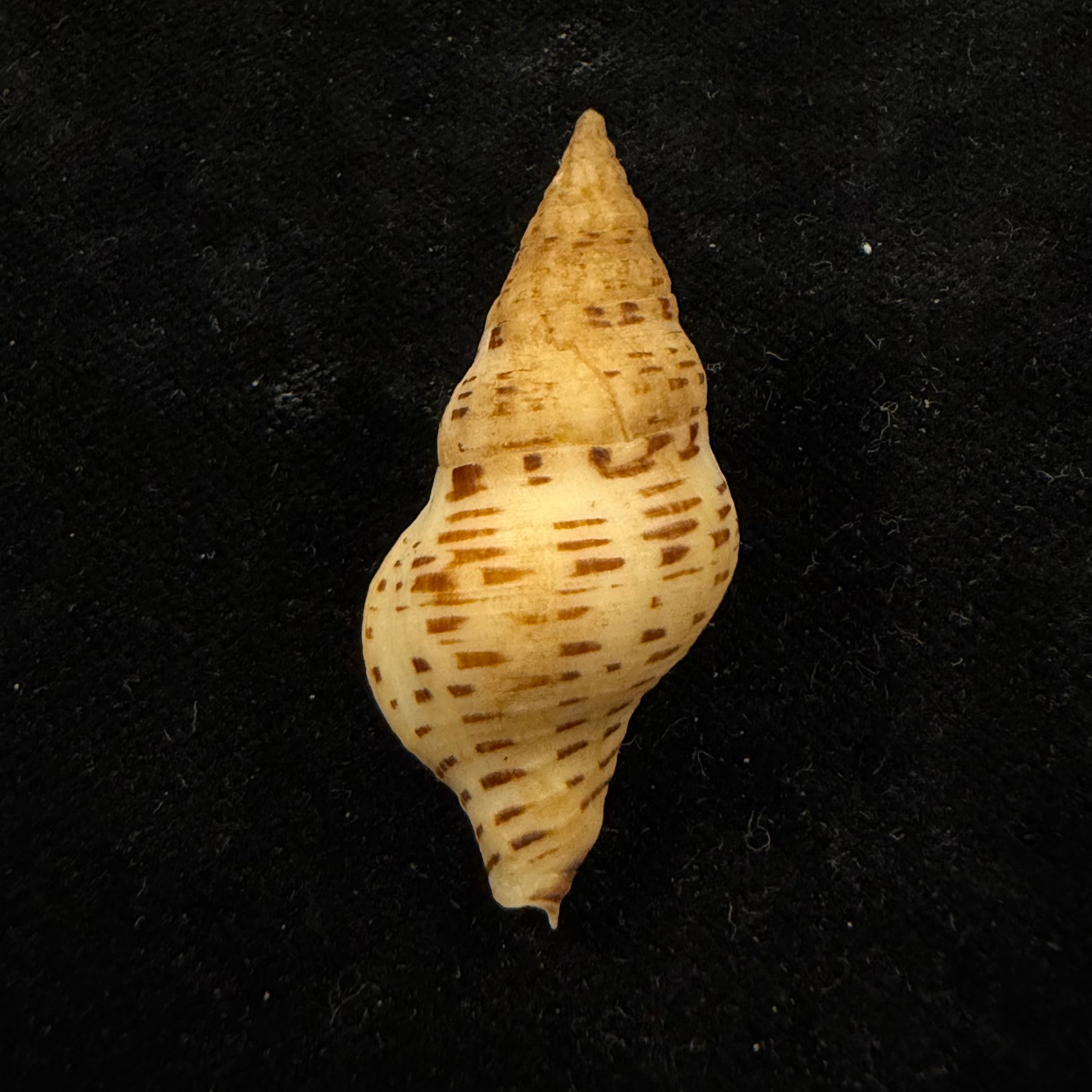 Euthria calypso Cosel & Burnay, 1983 - 42,1mm