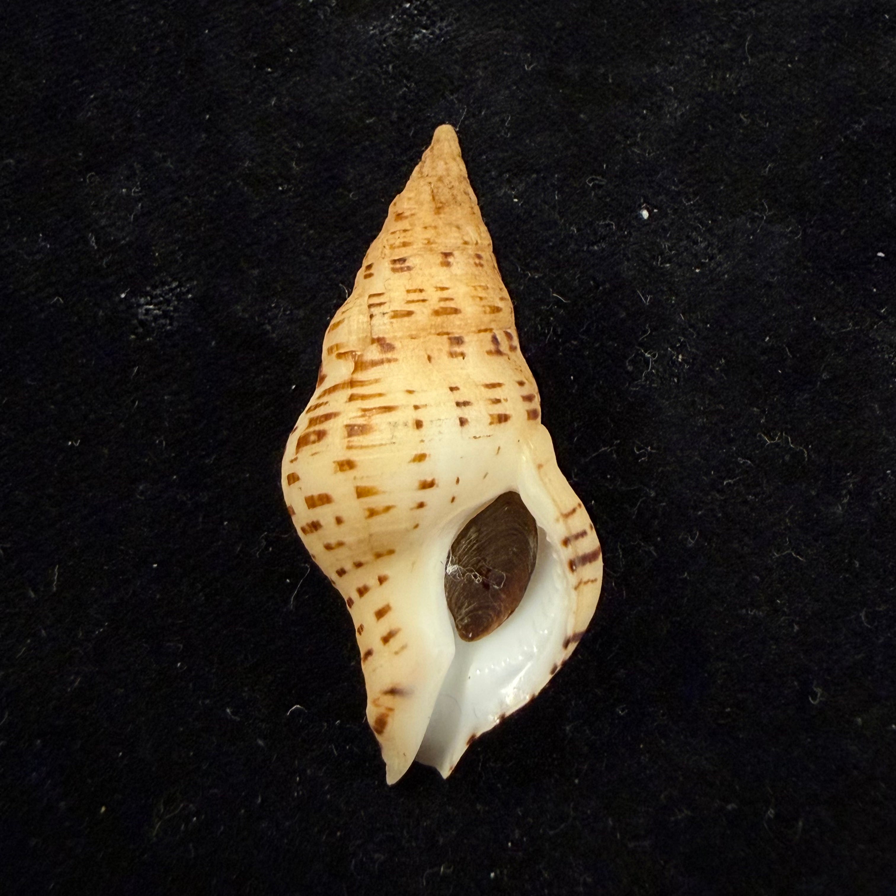 Euthria calypso Cosel & Burnay, 1983 - 42,1mm