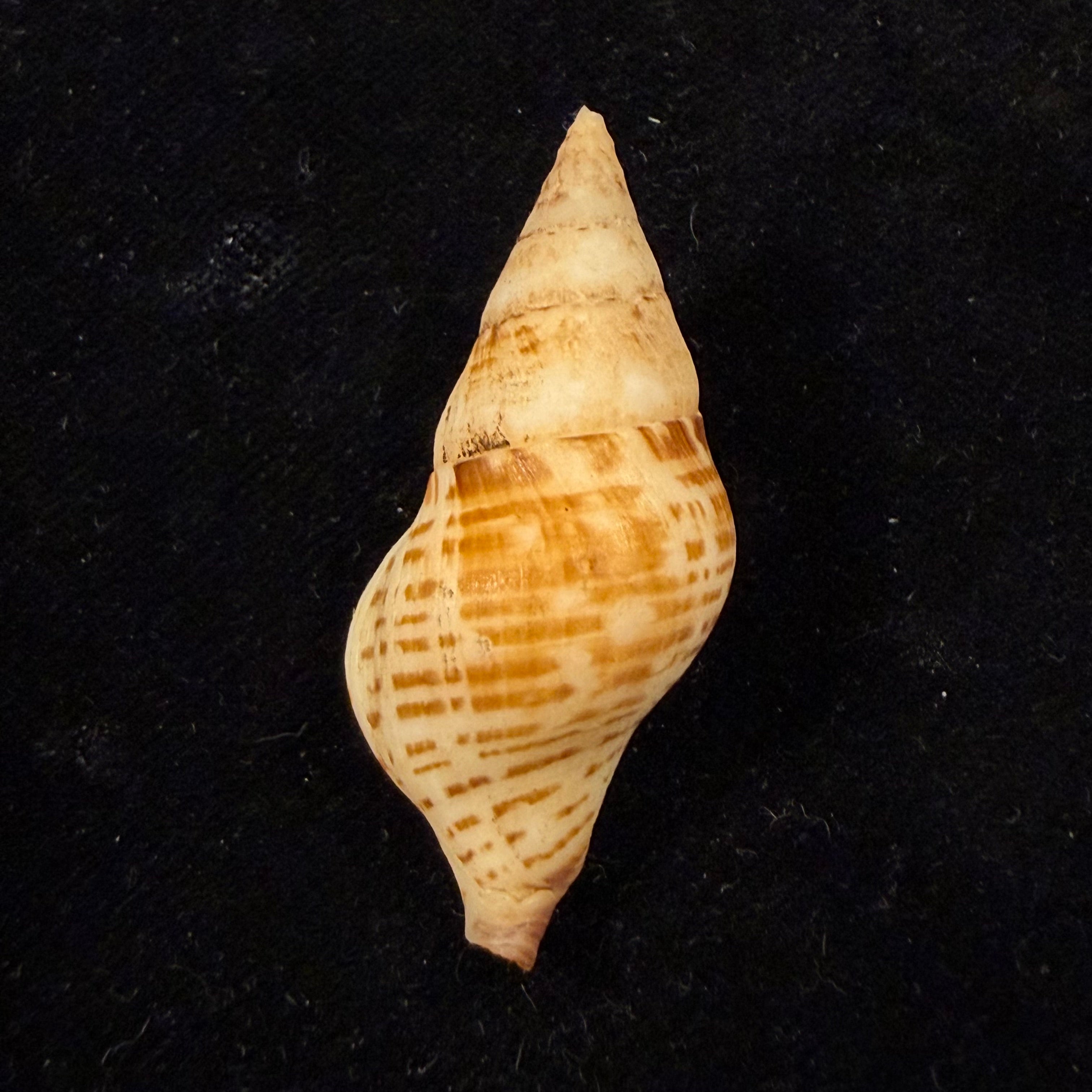 Euthria calypso Cosel & Burnay, 1983 - 43,9mm