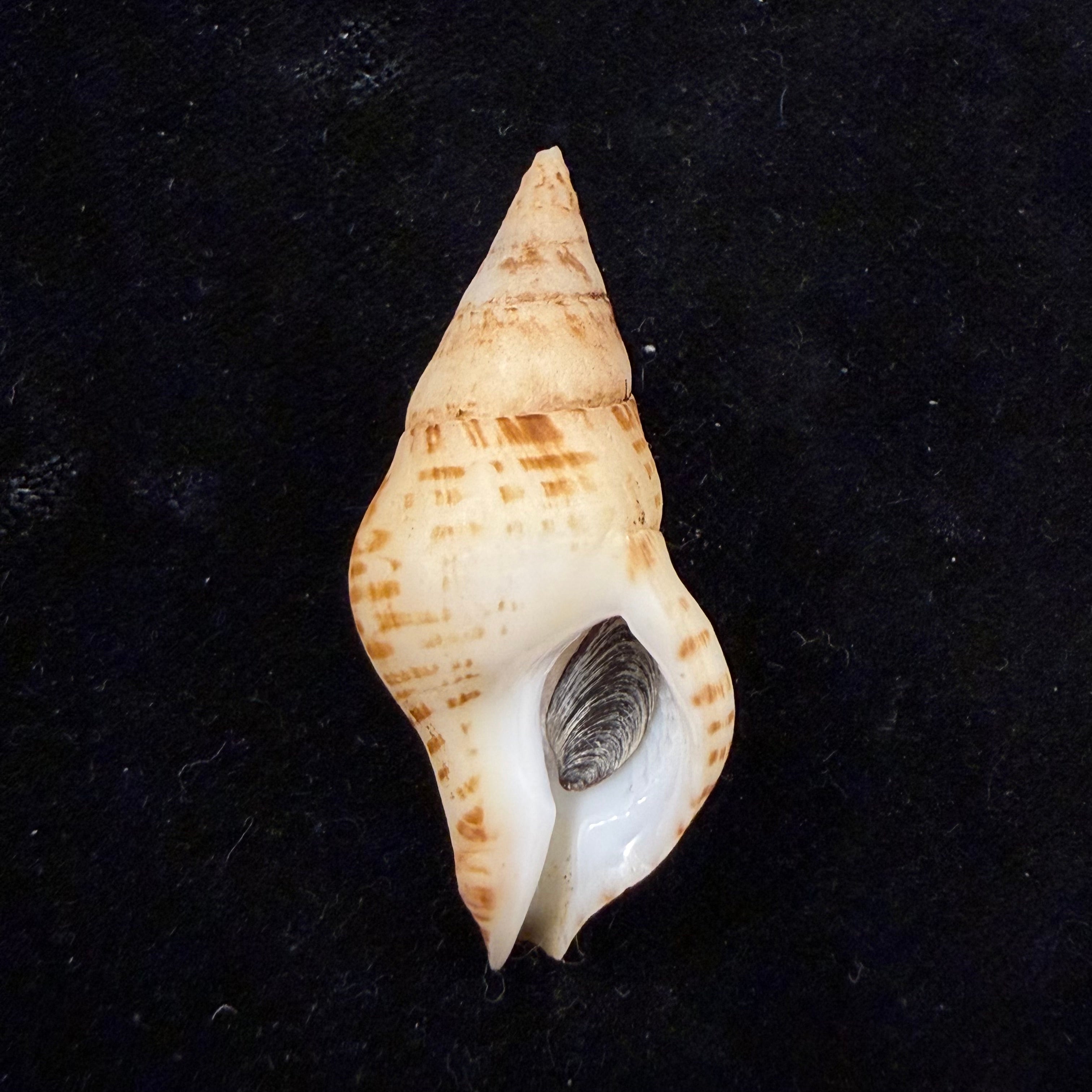Euthria calypso Cosel & Burnay, 1983 - 43,9mm
