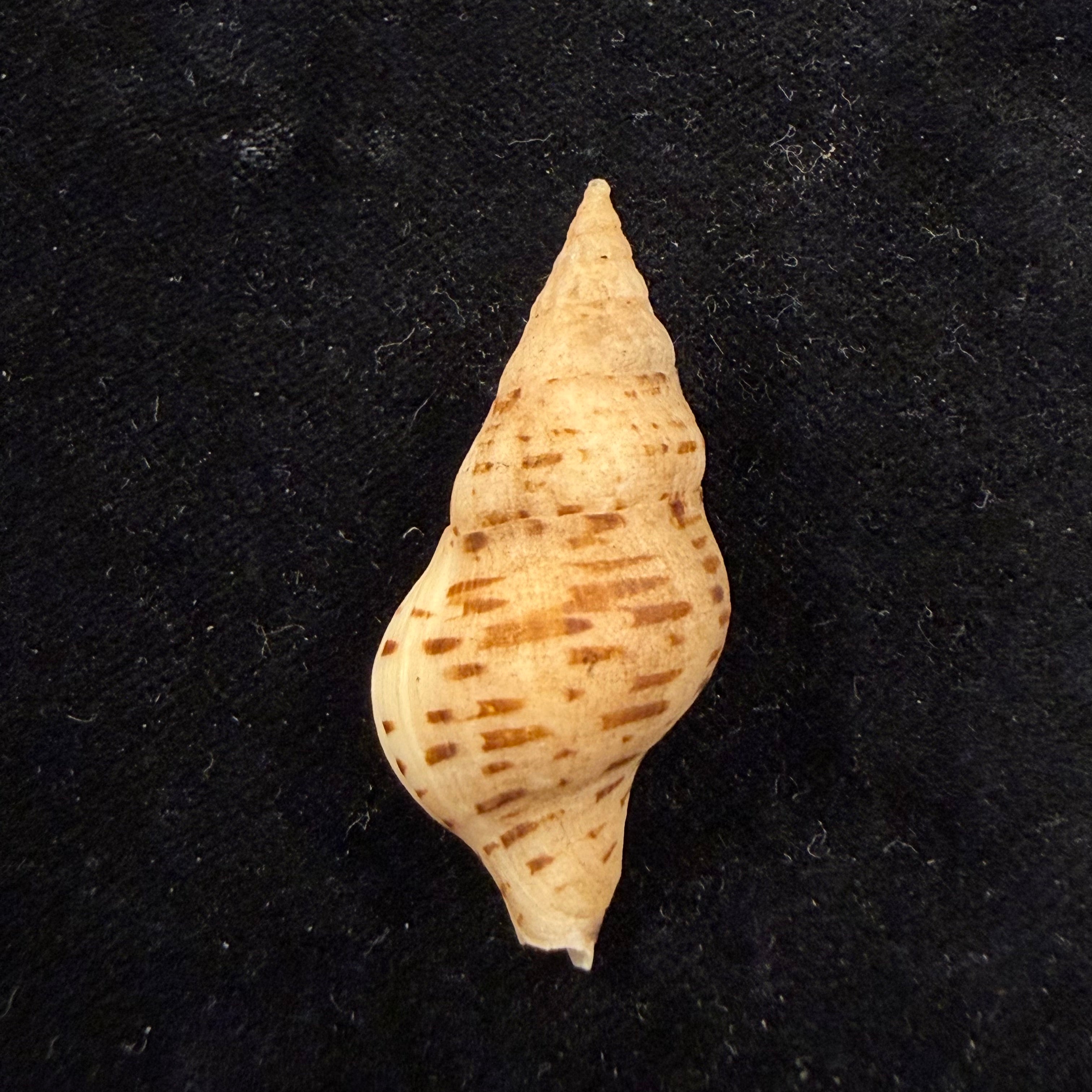 Euthria calypso Cosel & Burnay, 1983 - 42mm