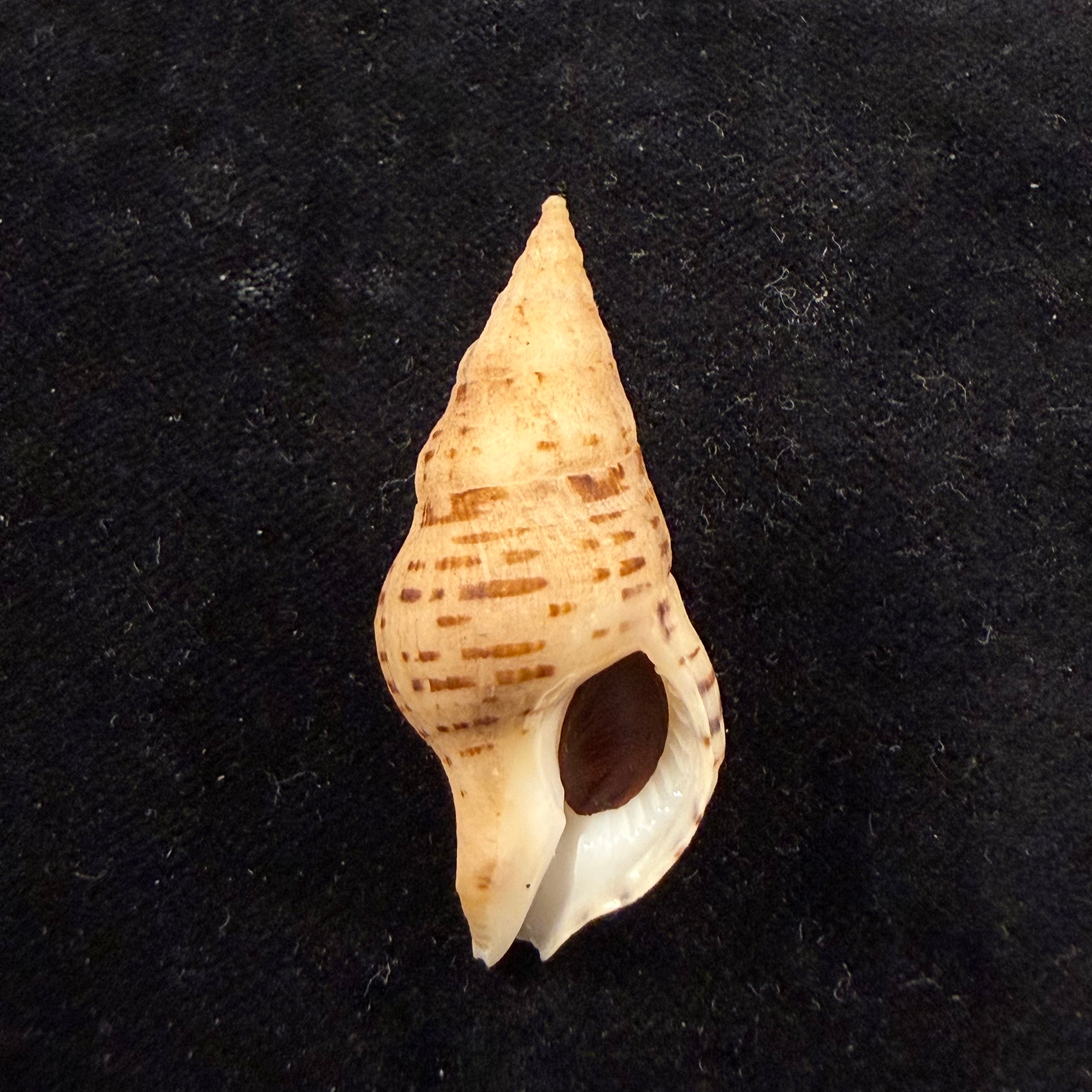 Euthria calypso Cosel & Burnay, 1983 - 42mm