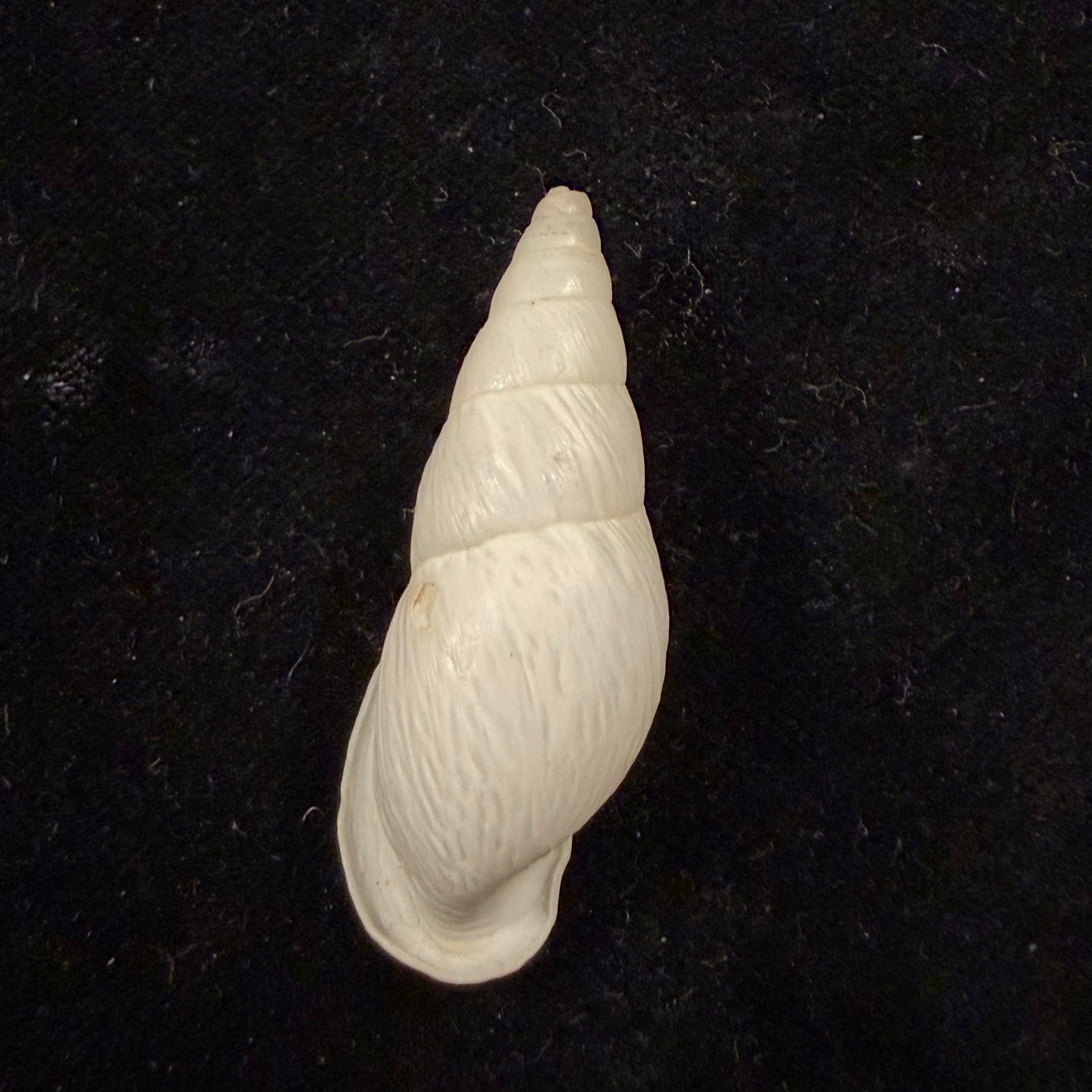 Burringtonia pantagruelina (S. Moricand, 1833) - 42,9mm