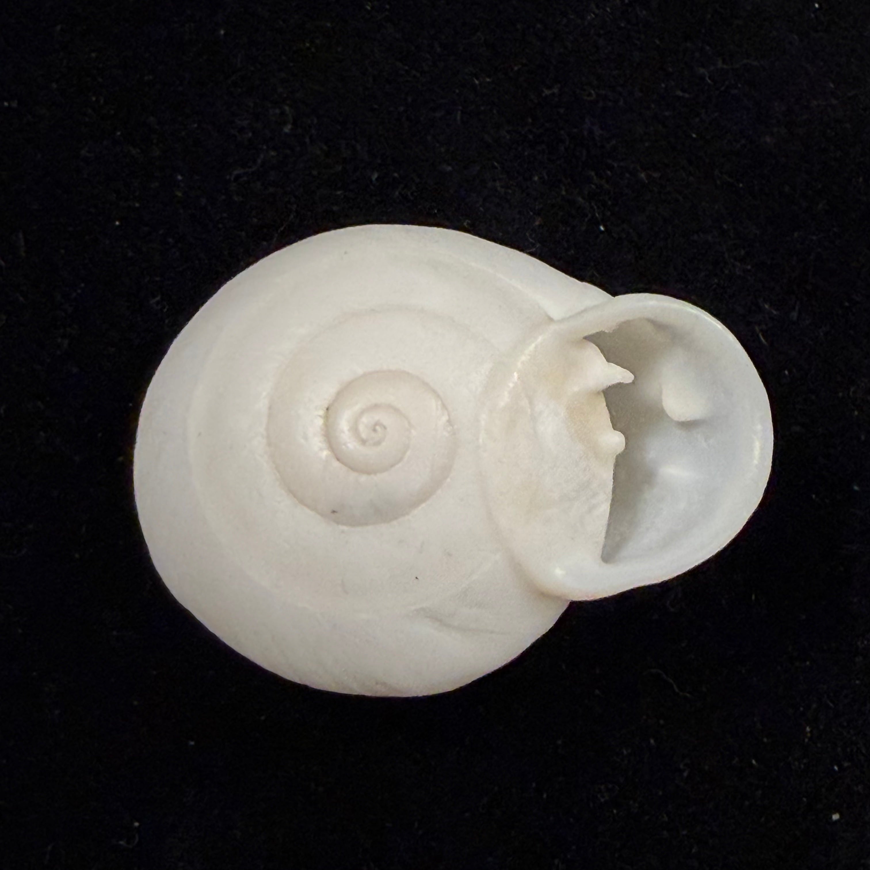 Anostoma depressum (Lamarck, 1822) - 38mm