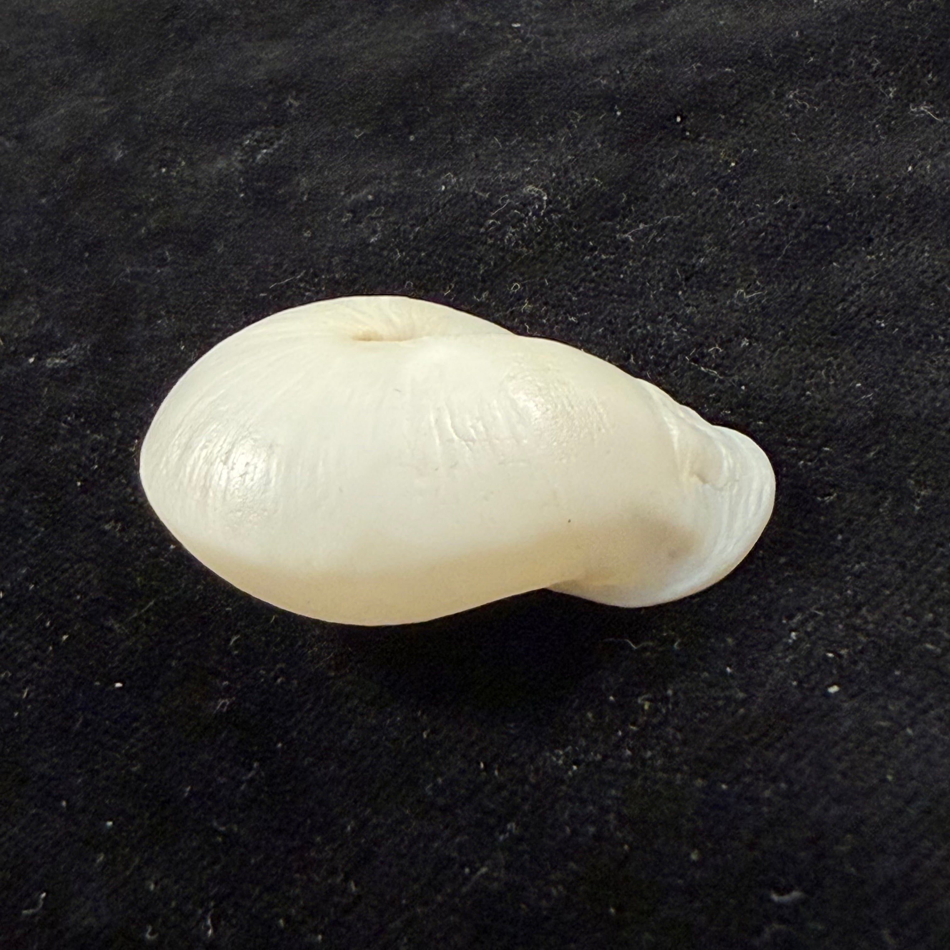 Anostoma depressum (Lamarck, 1822) - 38mm