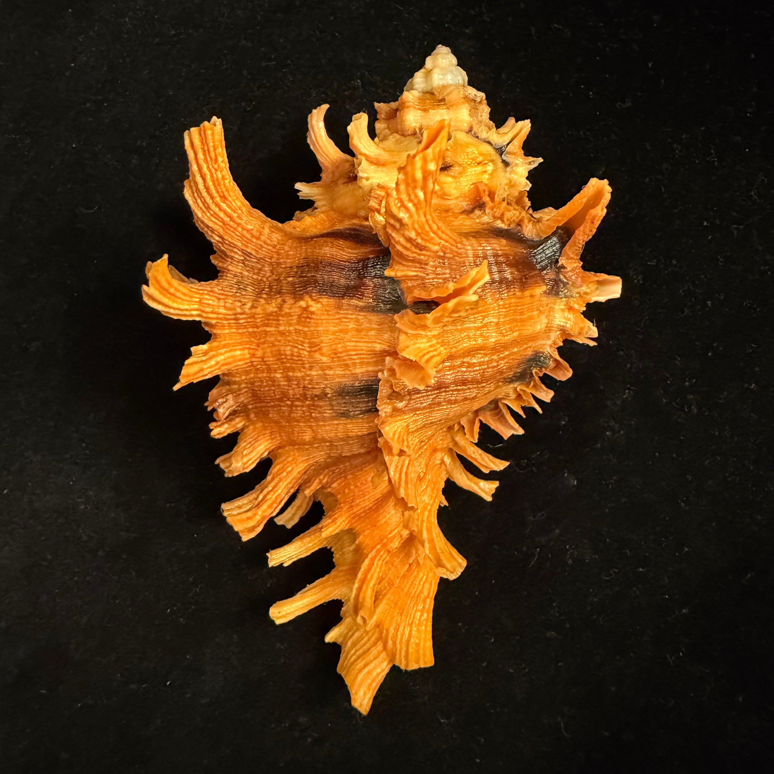 Hexaplex rosarium (Röding, 1798) - 113,3mm