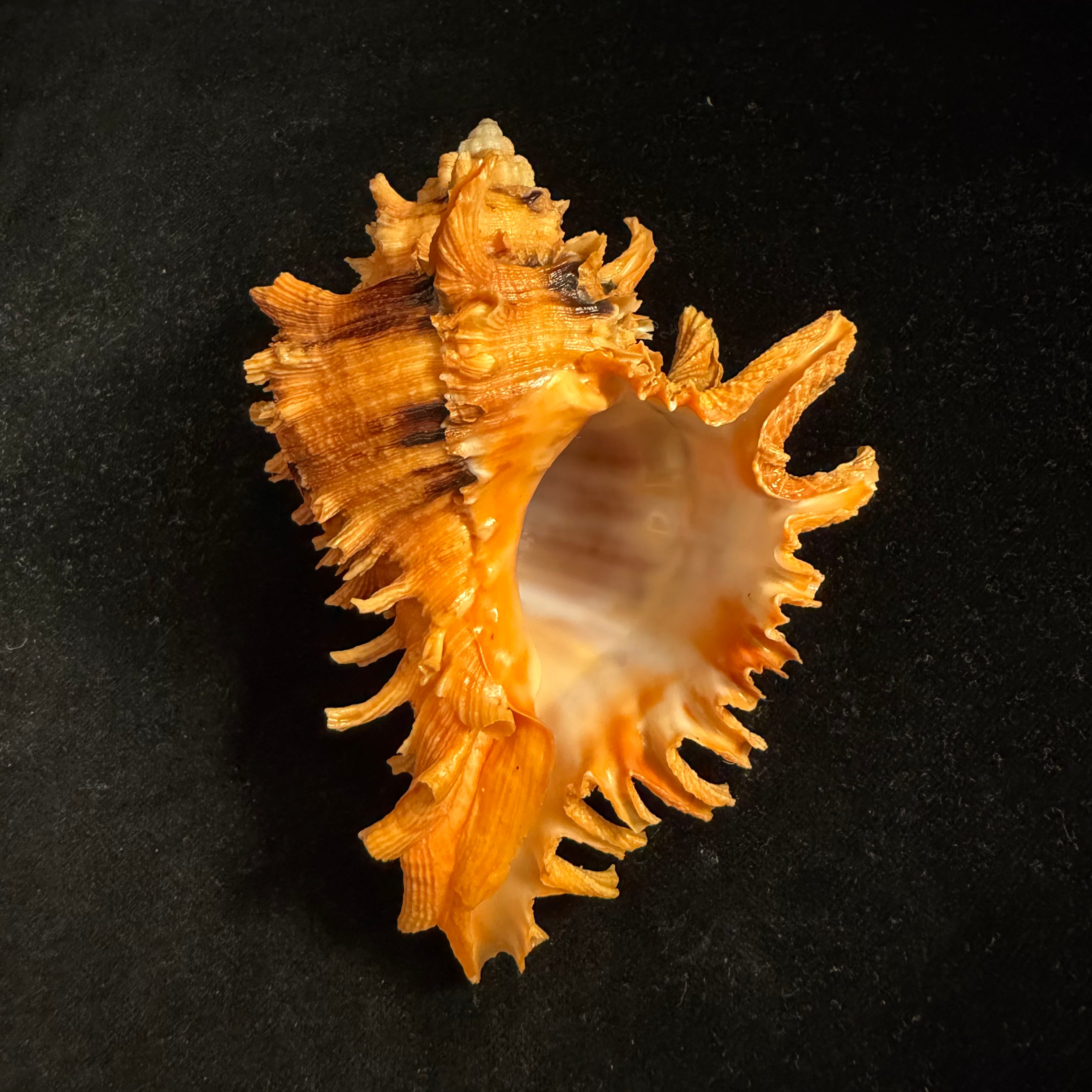 Hexaplex rosarium (Röding, 1798) - 113,3mm