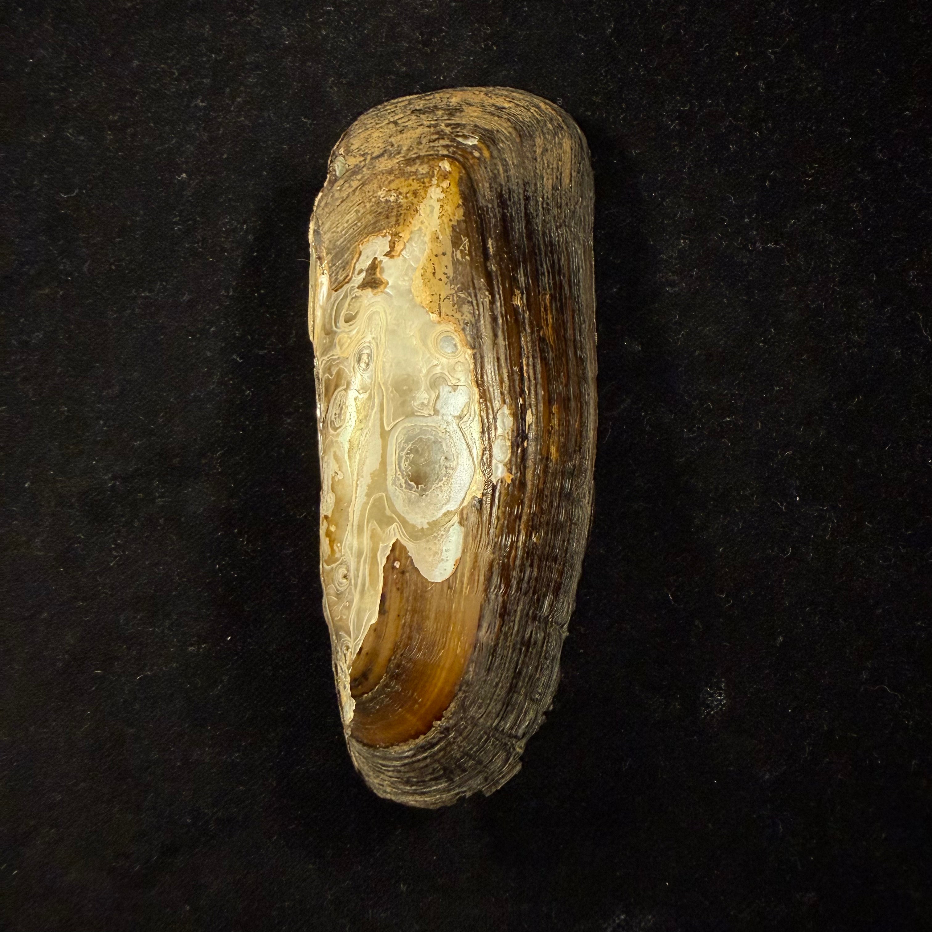 Mycetopoda siliquosa (Spix, 1827) - 118,5mm