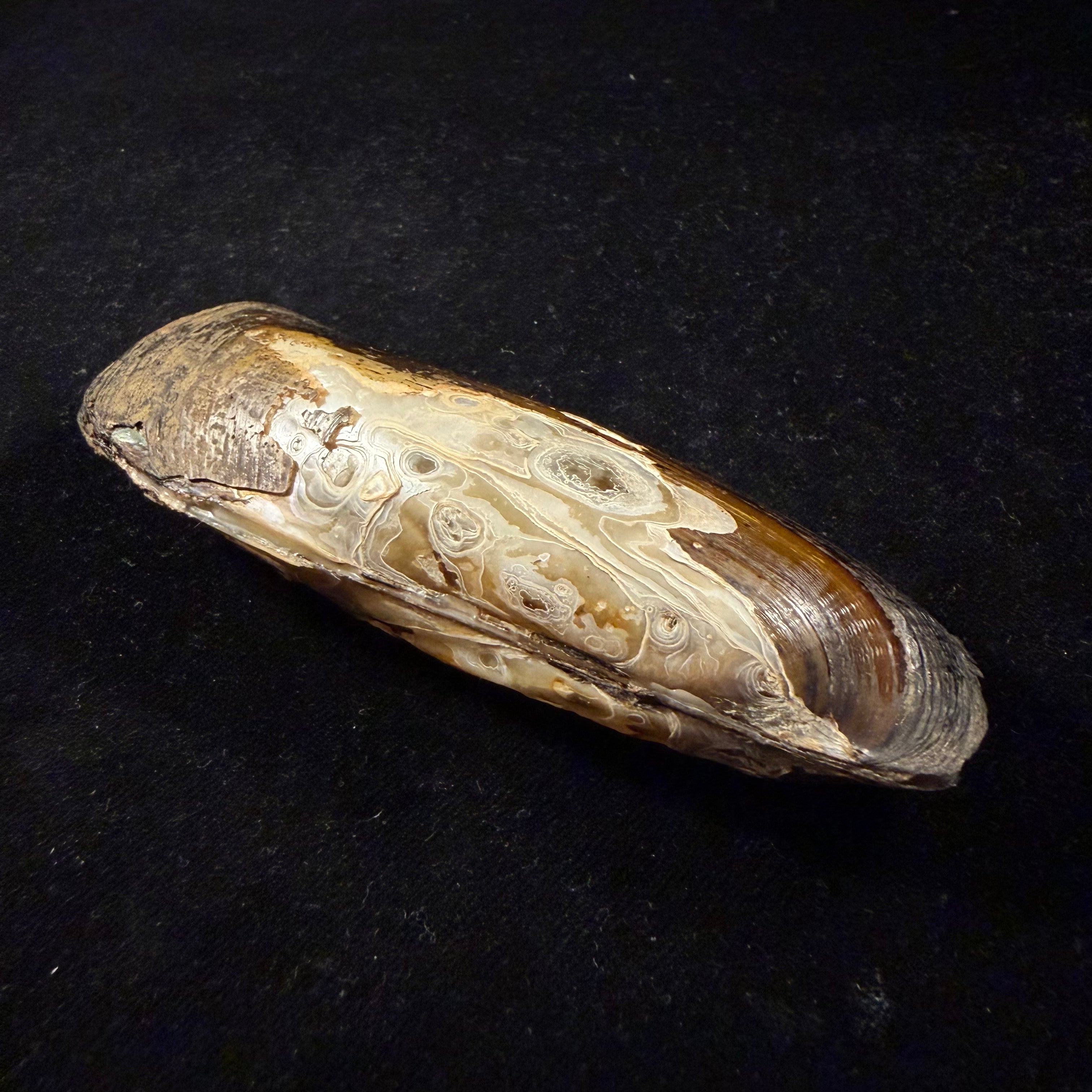 Mycetopoda siliquosa (Spix, 1827) - 118,5mm