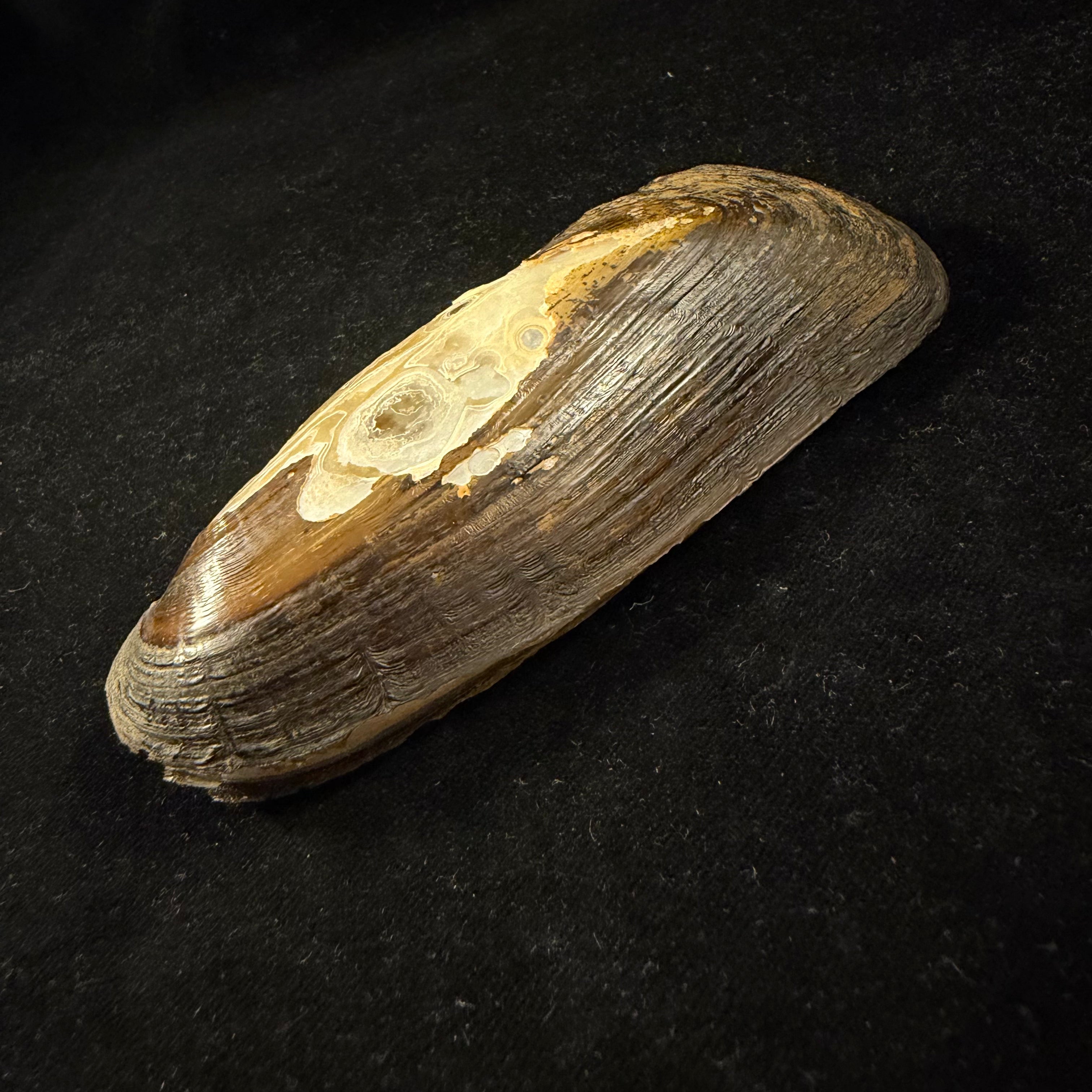Mycetopoda siliquosa (Spix, 1827) - 118,5mm