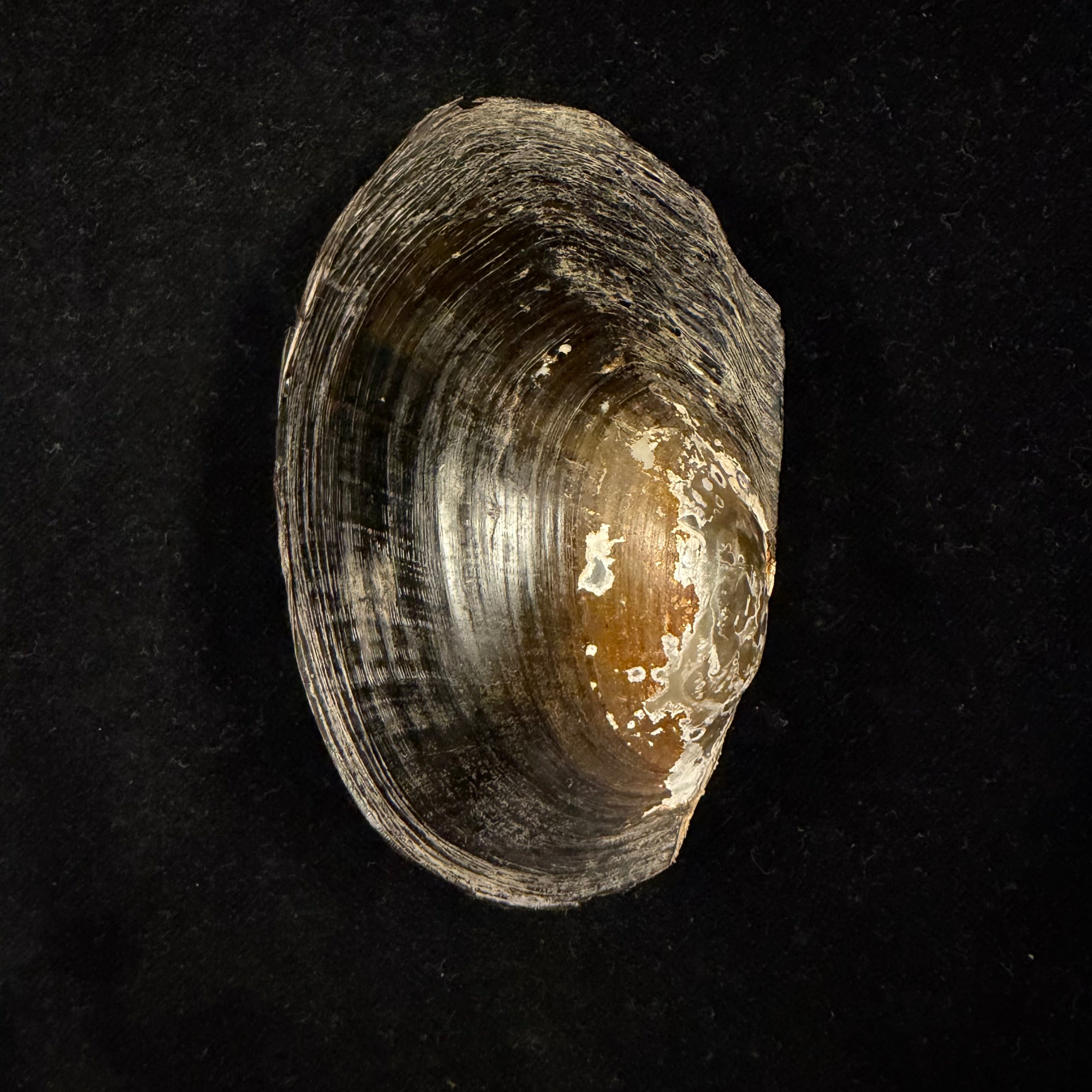 Anodontites trapesialis (Lamarck, 1814) - 86,5mm