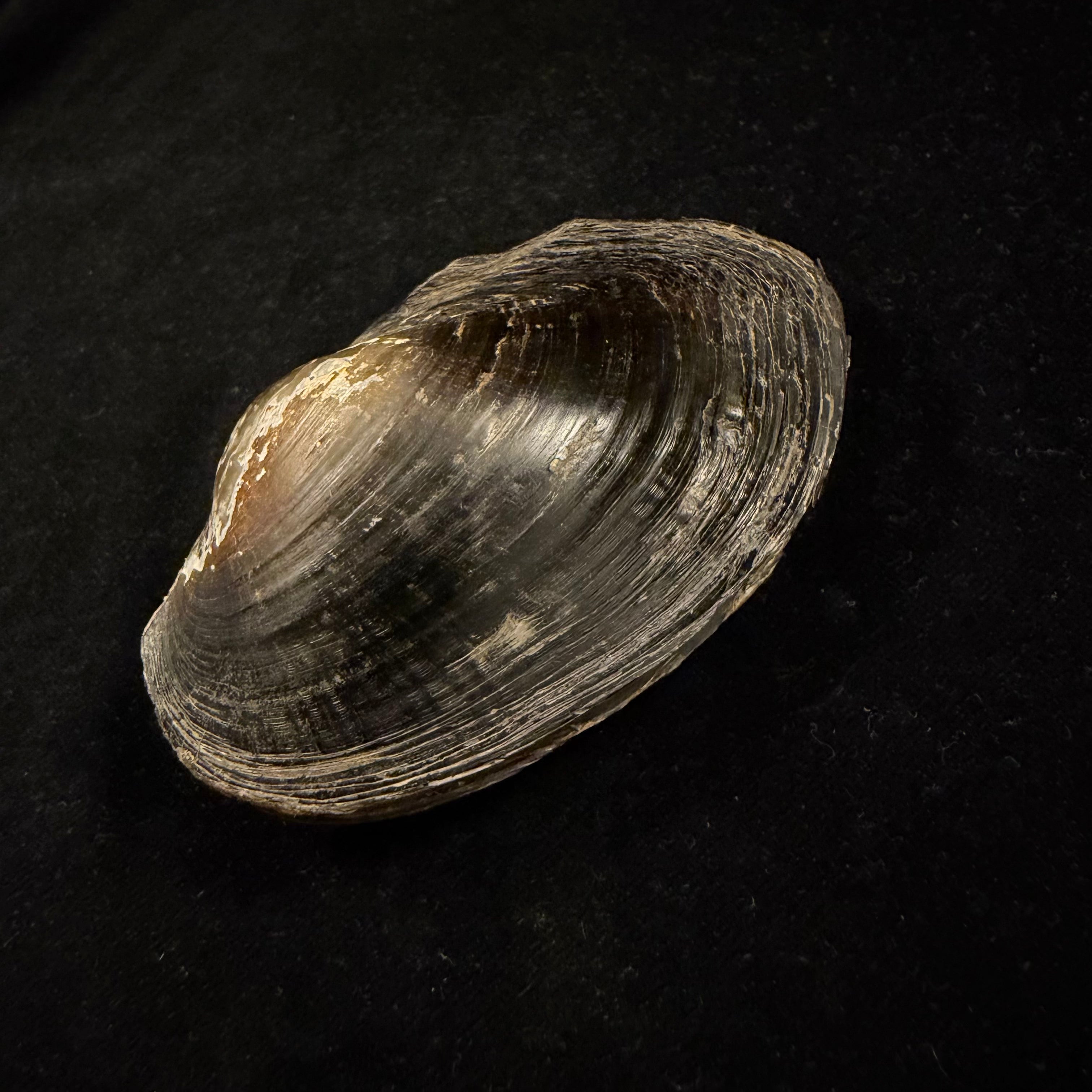 Anodontites trapesialis (Lamarck, 1814) - 86,5mm