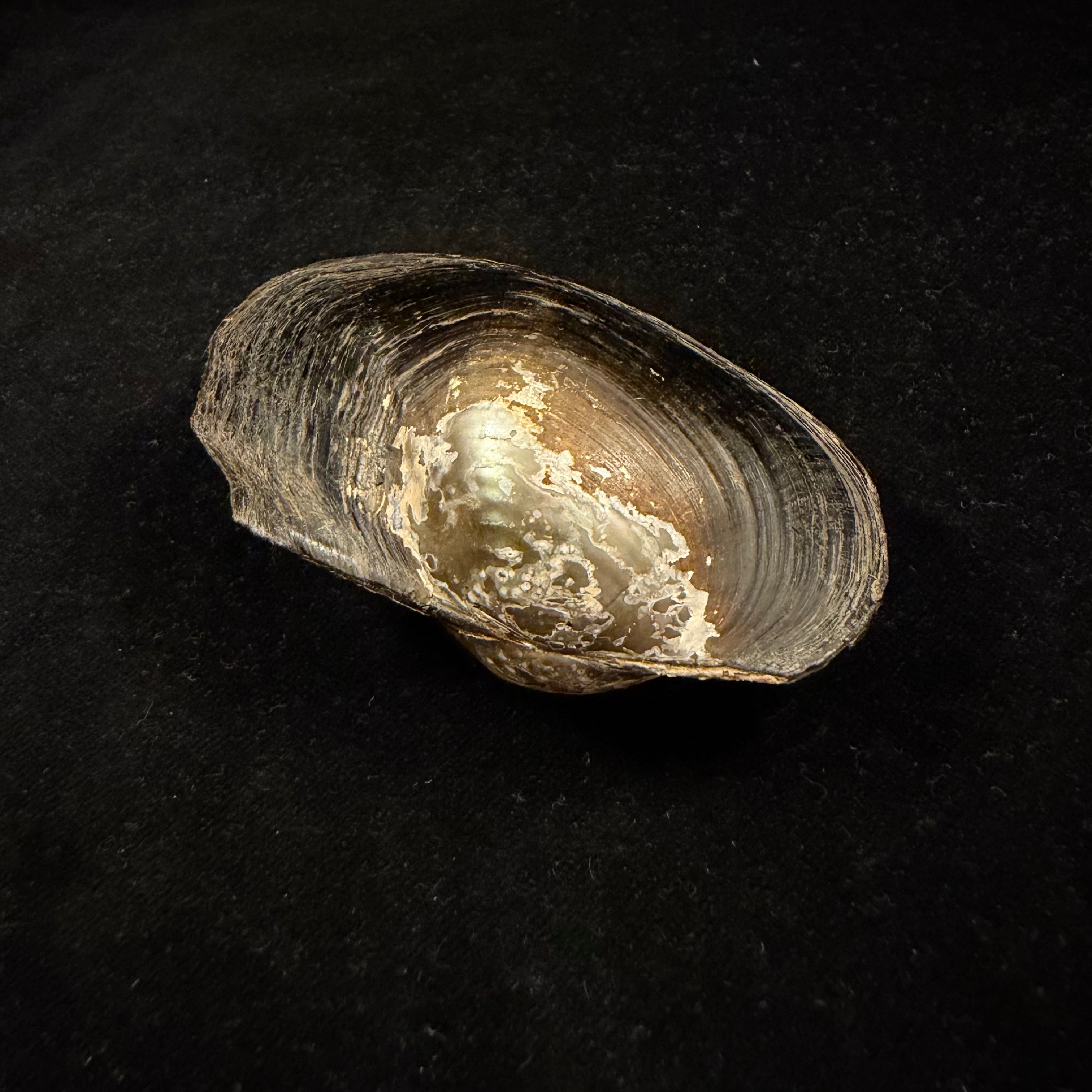 Anodontites trapesialis (Lamarck, 1814) - 86,5mm