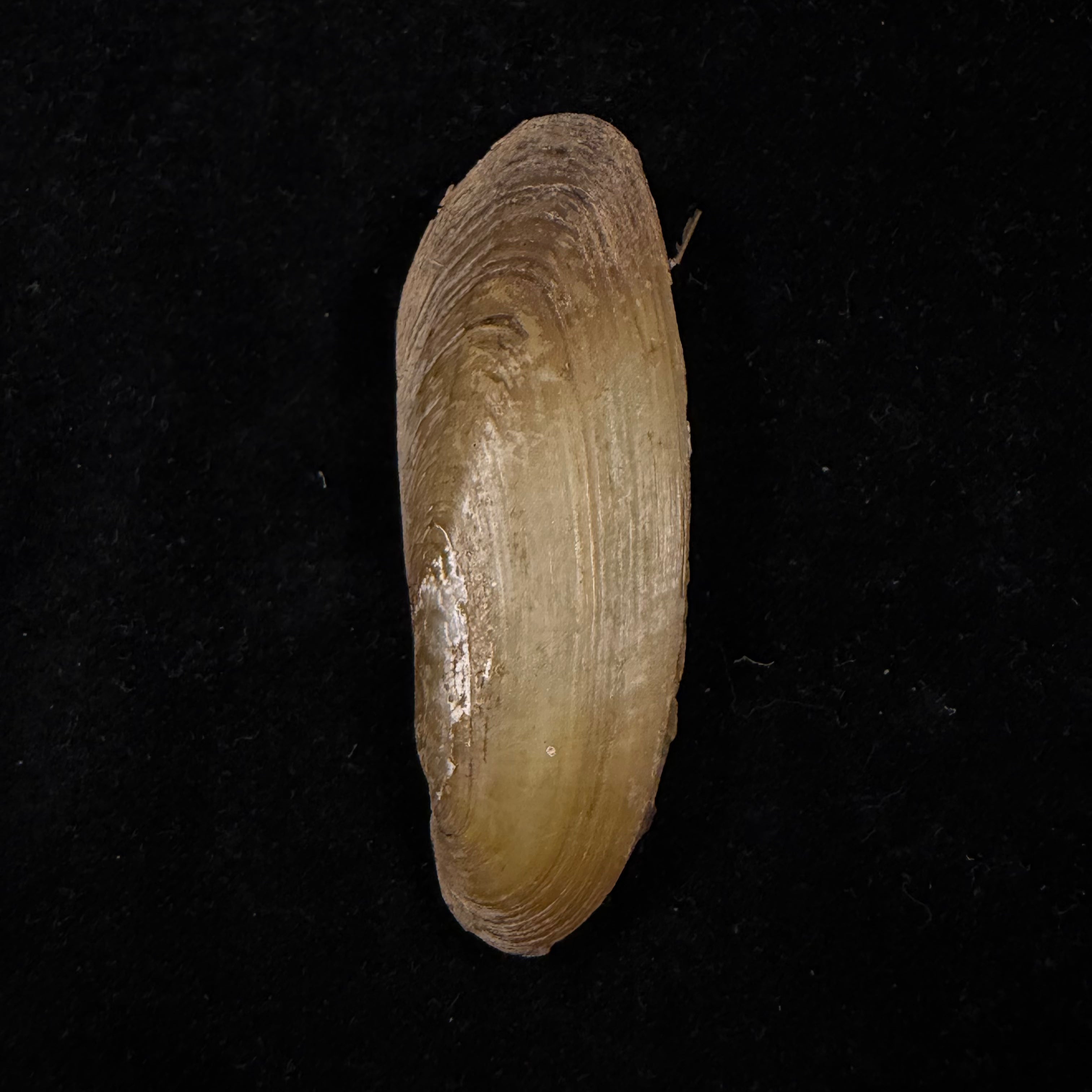 Mycetopoda staudingeri aequatorialis Ihering, 1910 - 71,2mm