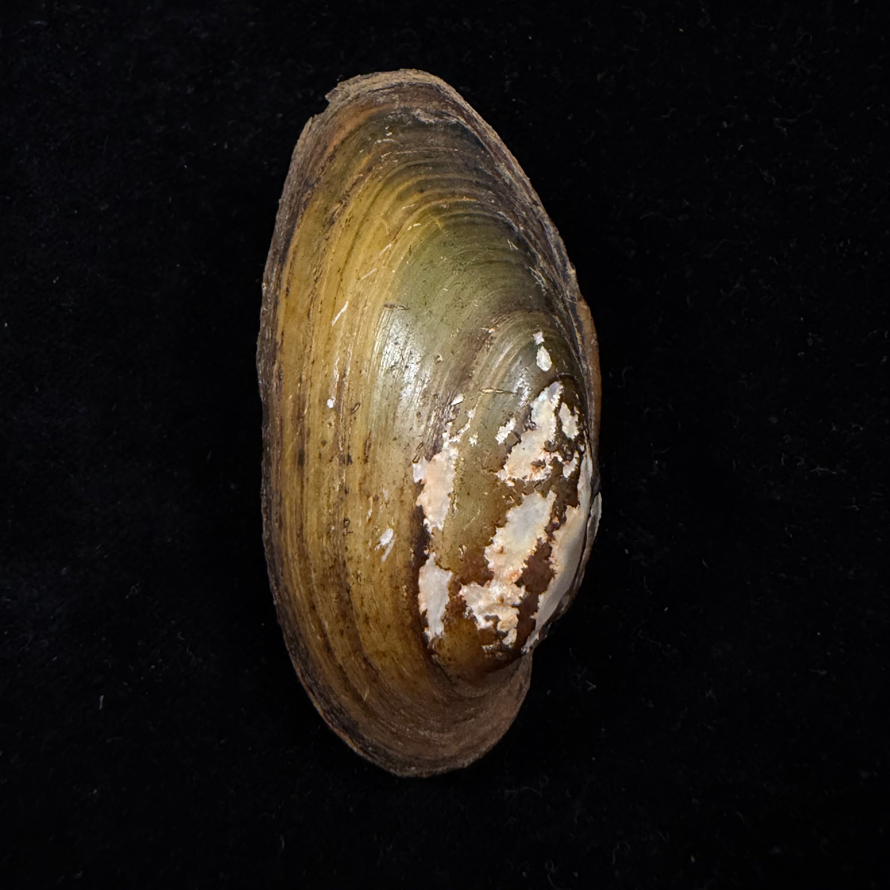 Unio delphinus Spengler, 1793 - 60mm