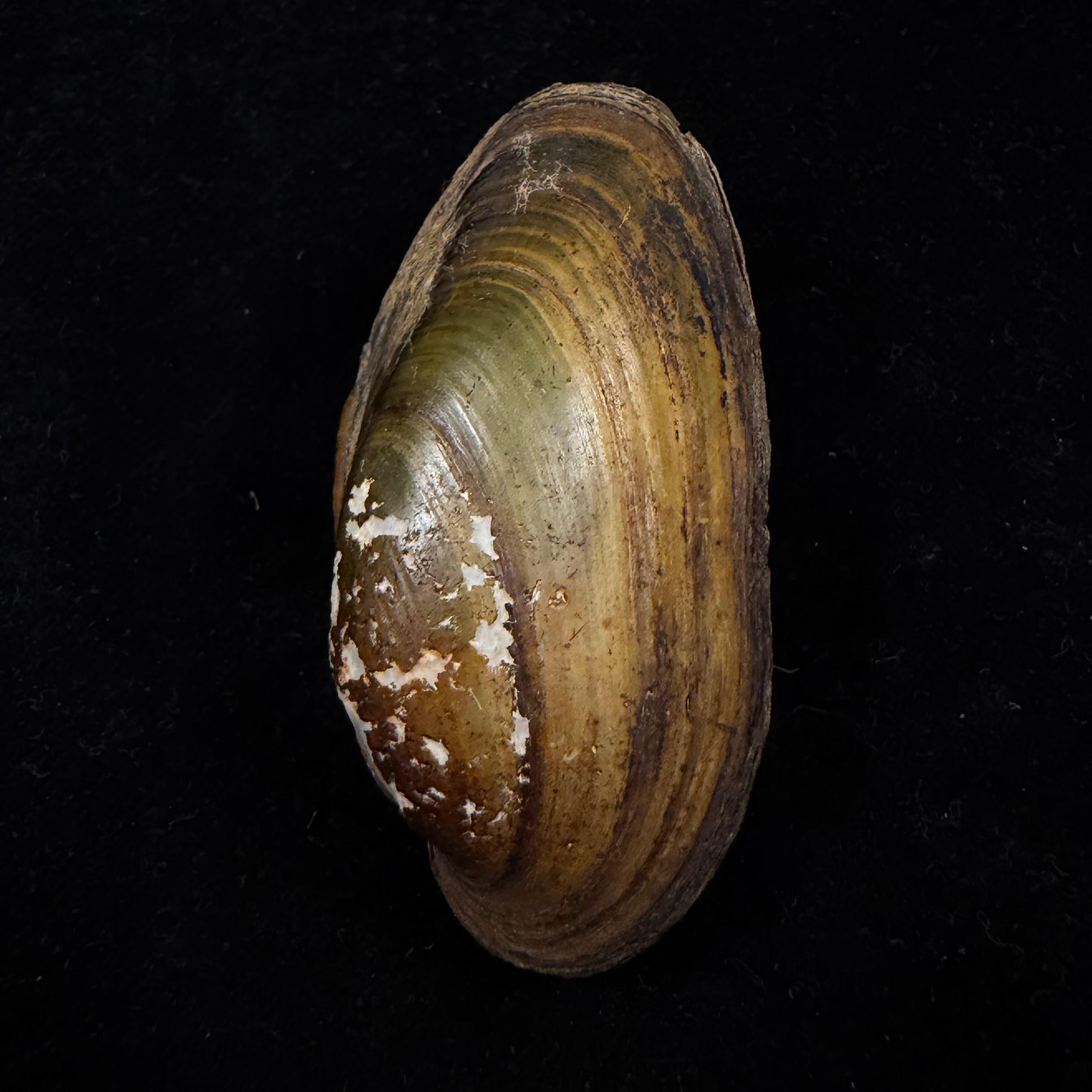 Unio delphinus Spengler, 1793 - 60mm
