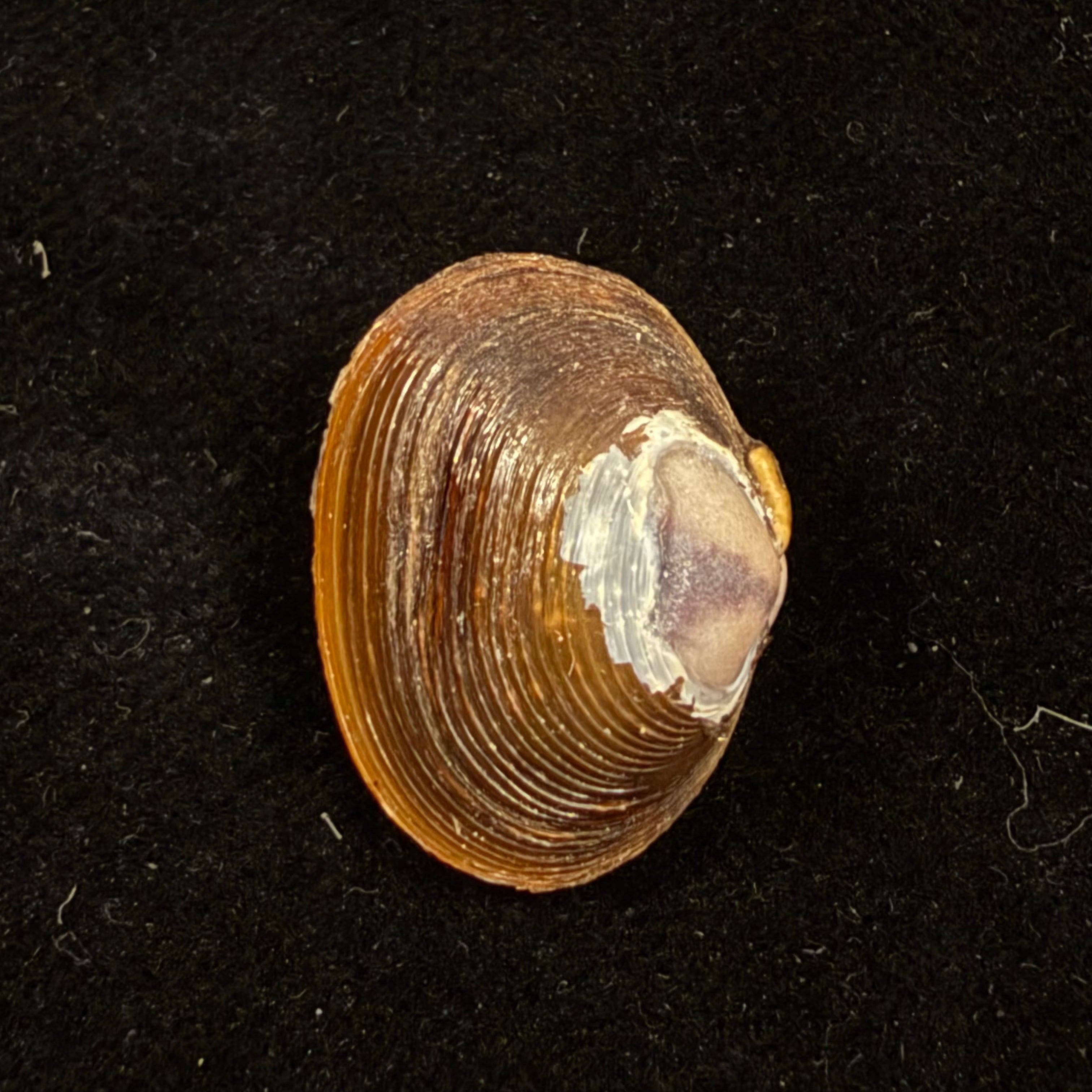 Cyanocyclas sp - 20,9mm