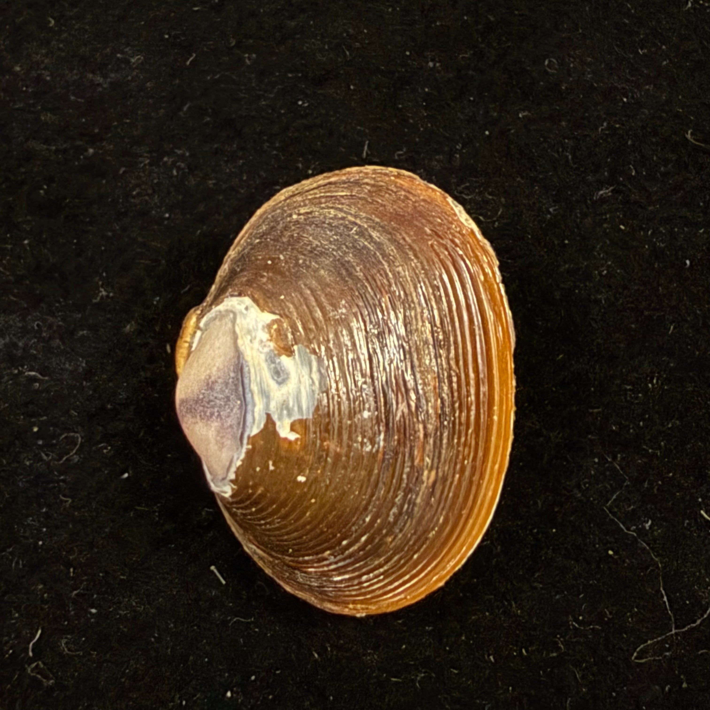 Cyanocyclas sp - 20,9mm