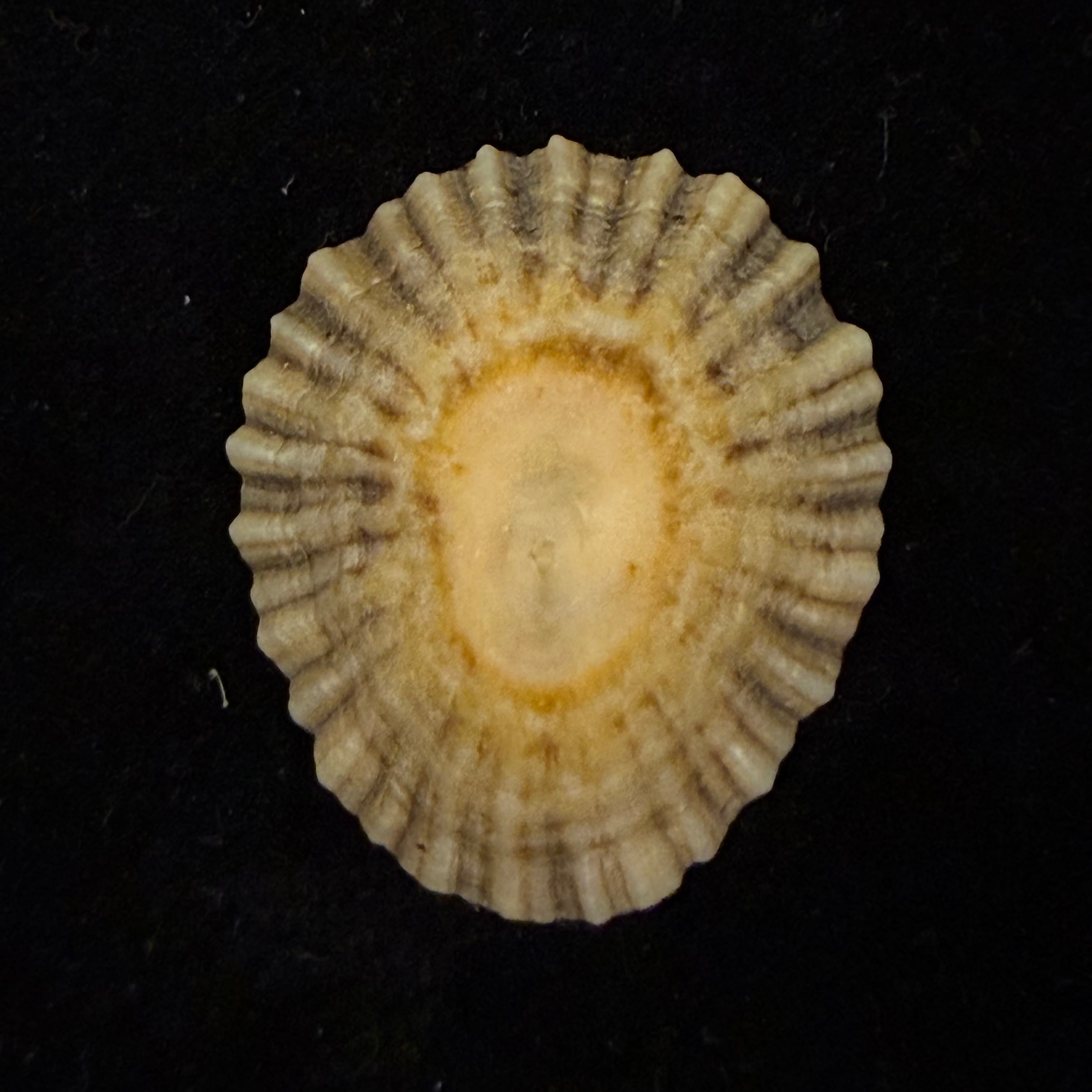 Patella depressa Pennant, 1777 - 33,2mm