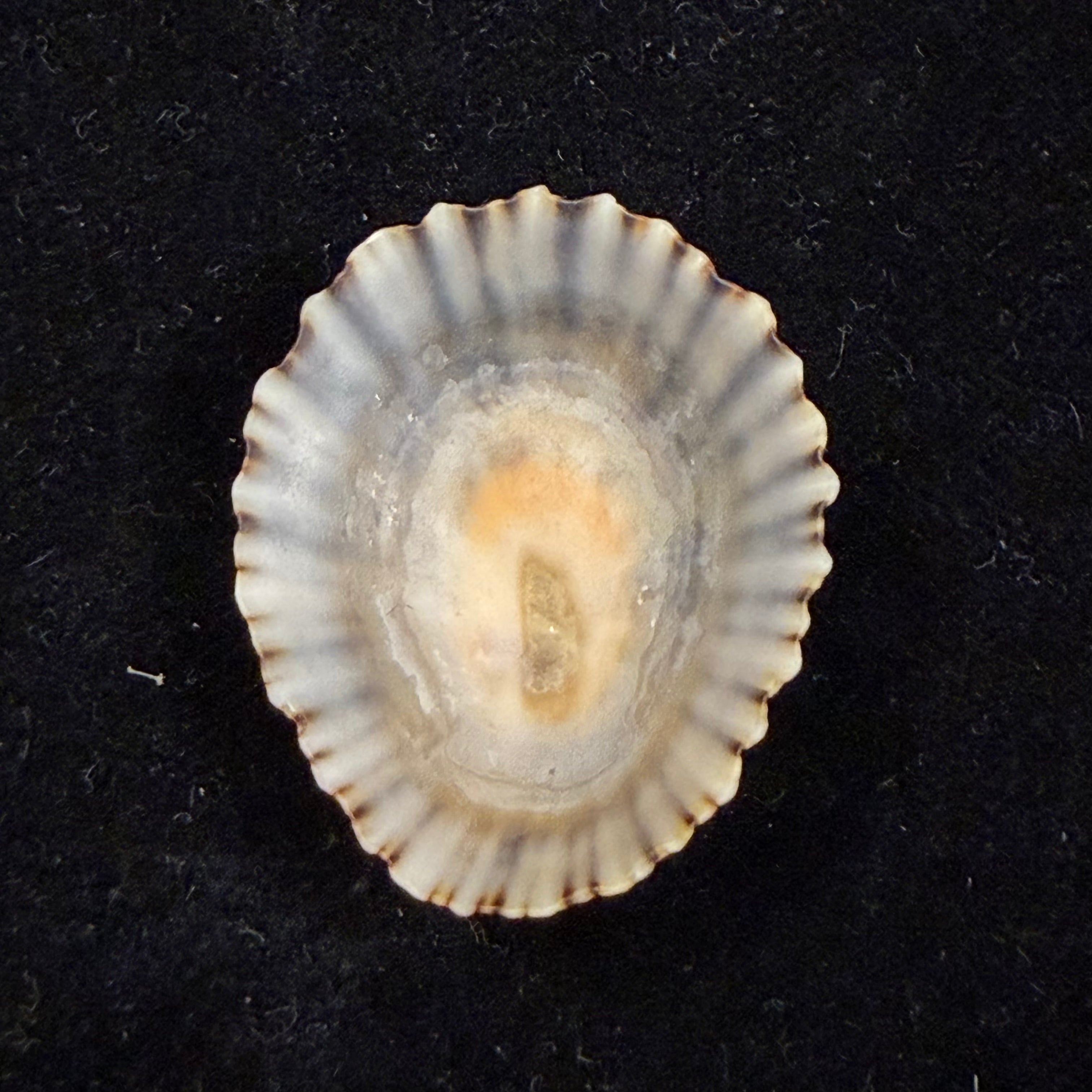 Patella depressa Pennant, 1777 - 33,2mm