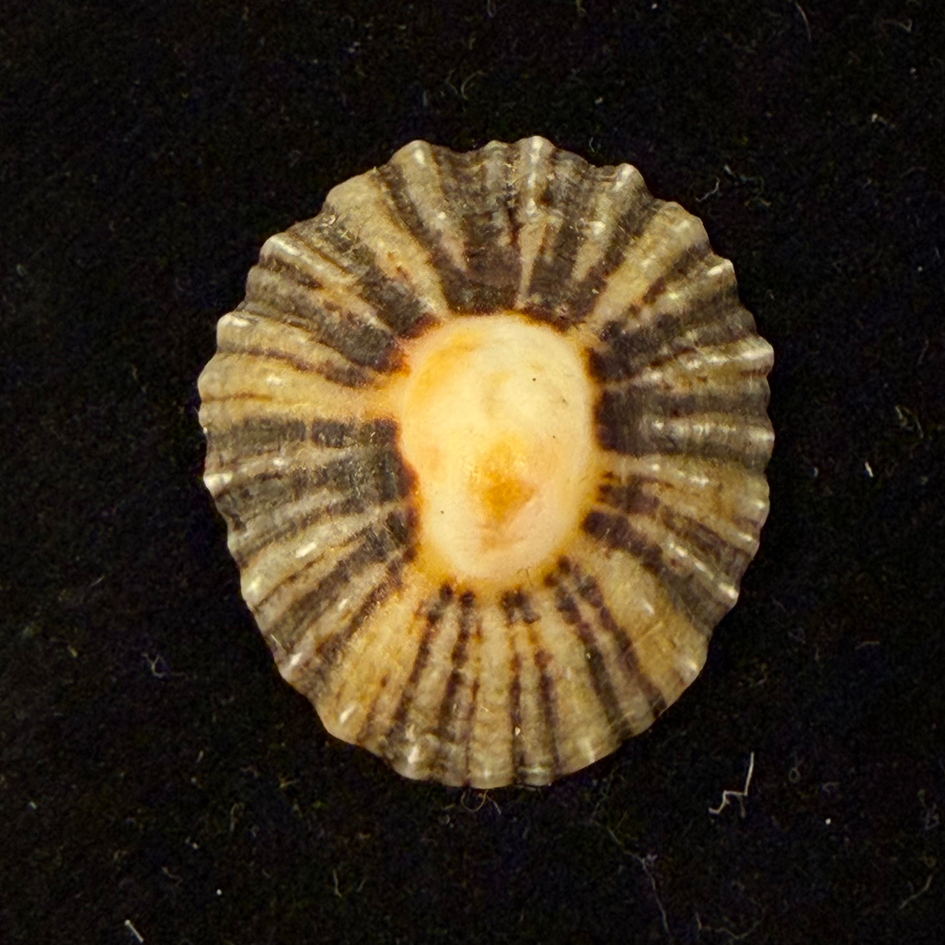 Patella depressa Pennant, 1777 - 29,9mm