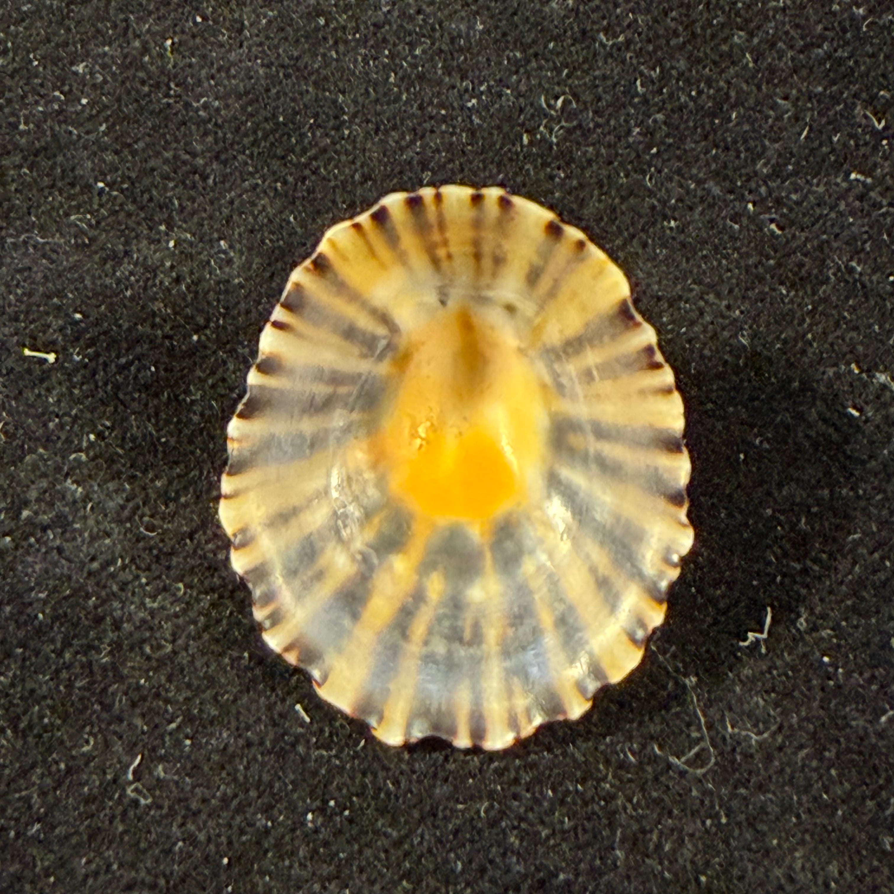 Patella depressa Pennant, 1777 - 29,9mm