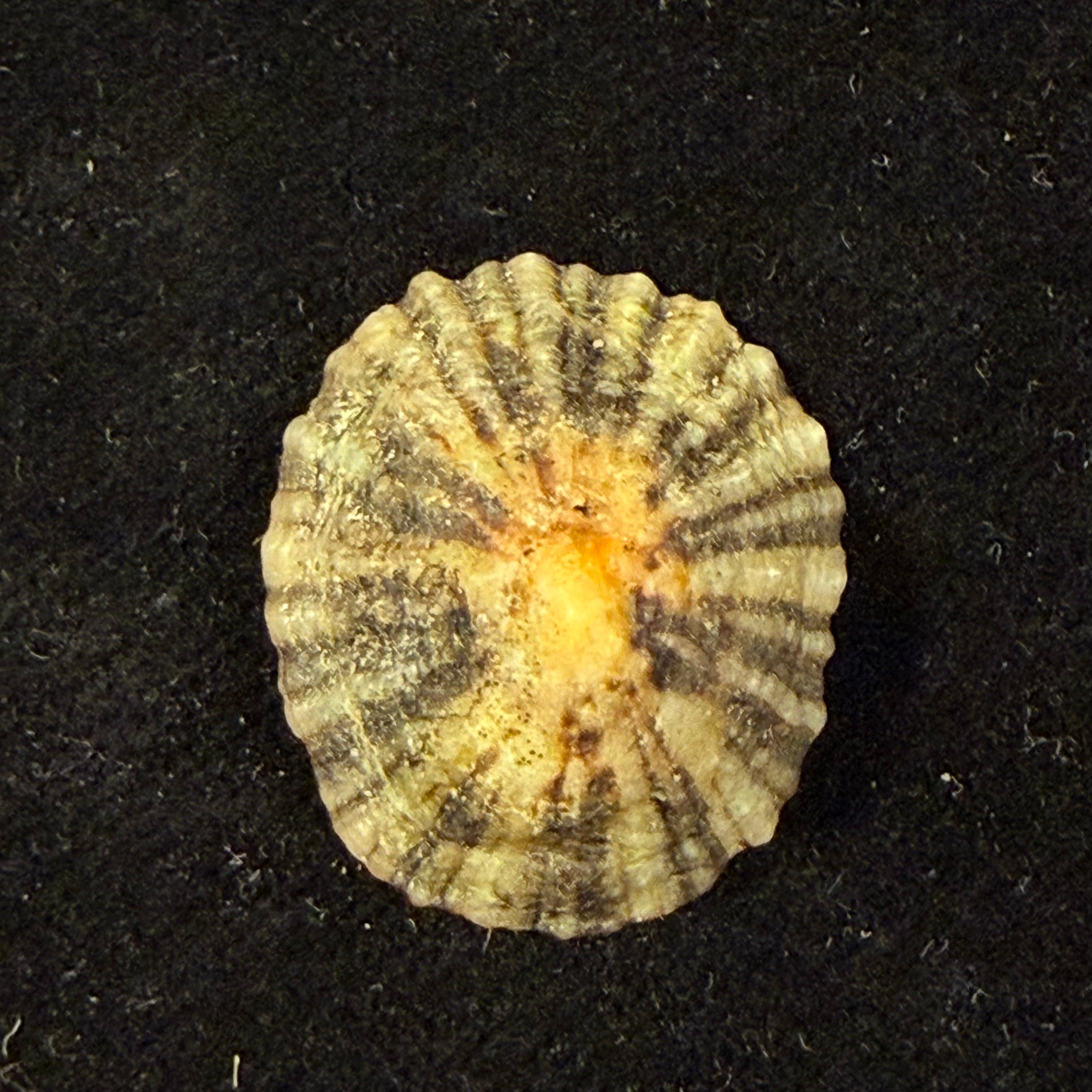 Patella depressa Pennant, 1777 - 25,4mm
