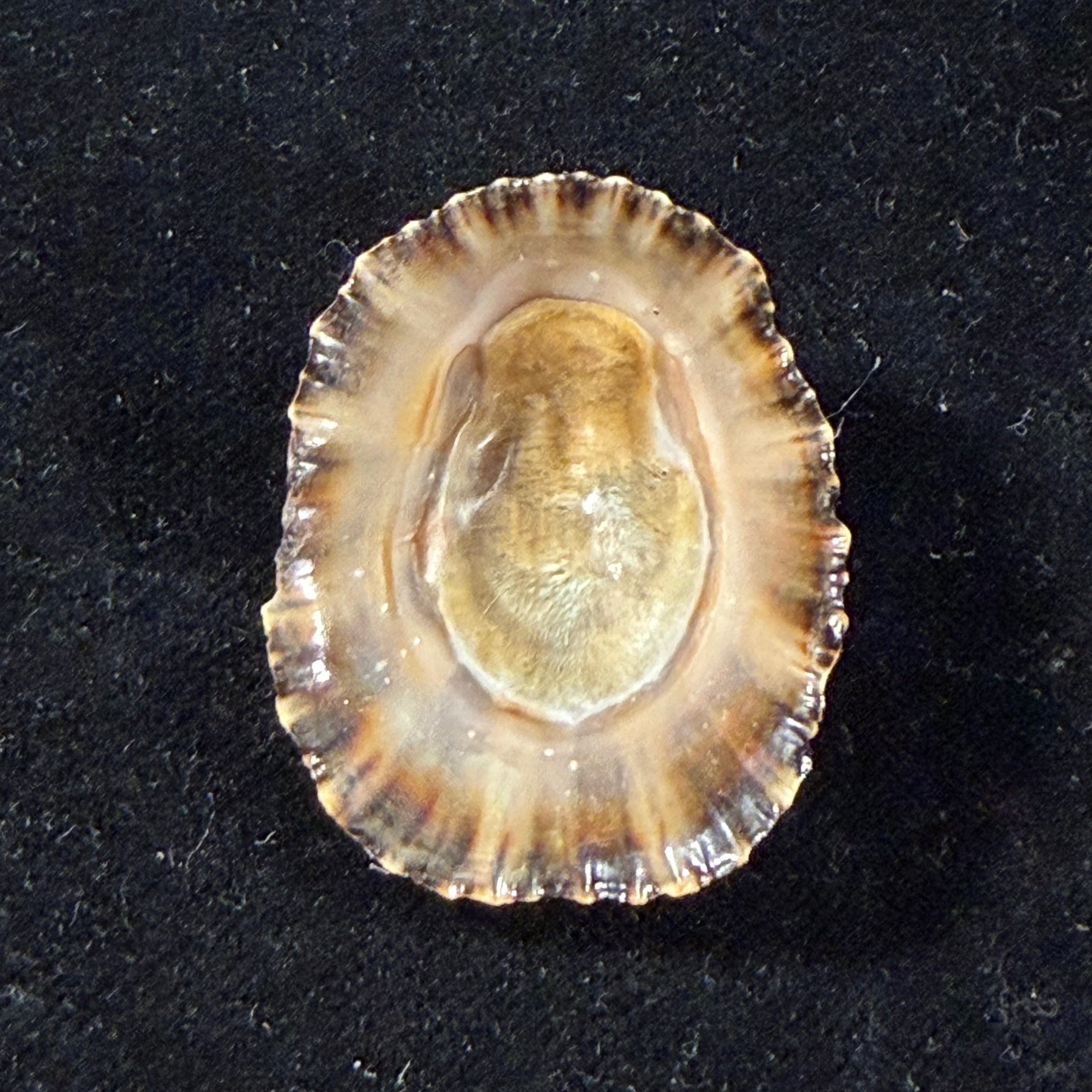 Patella rustica Linnaeus, 1758 - 37,2mm