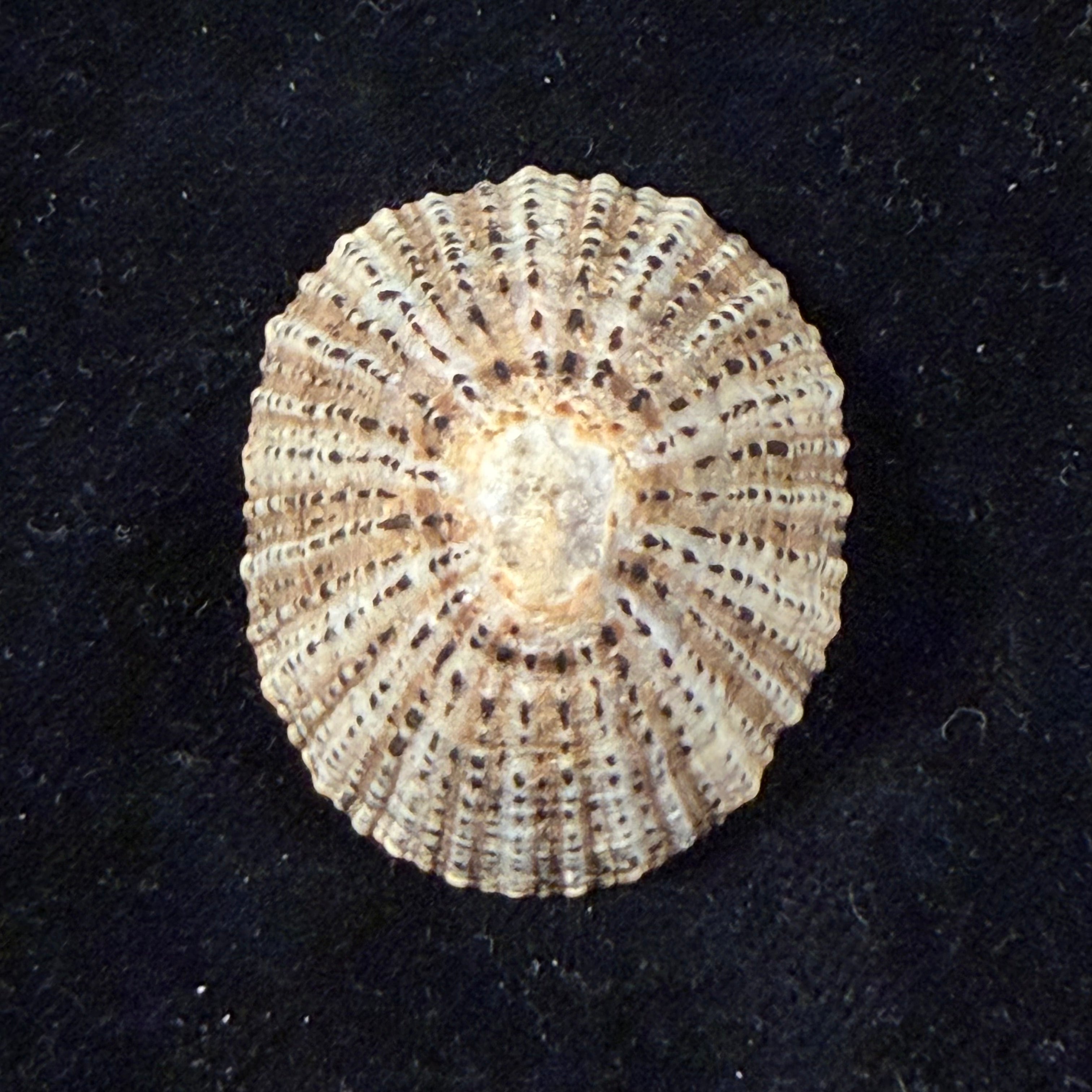 Patella rustica Linnaeus, 1758 - 41,1mm