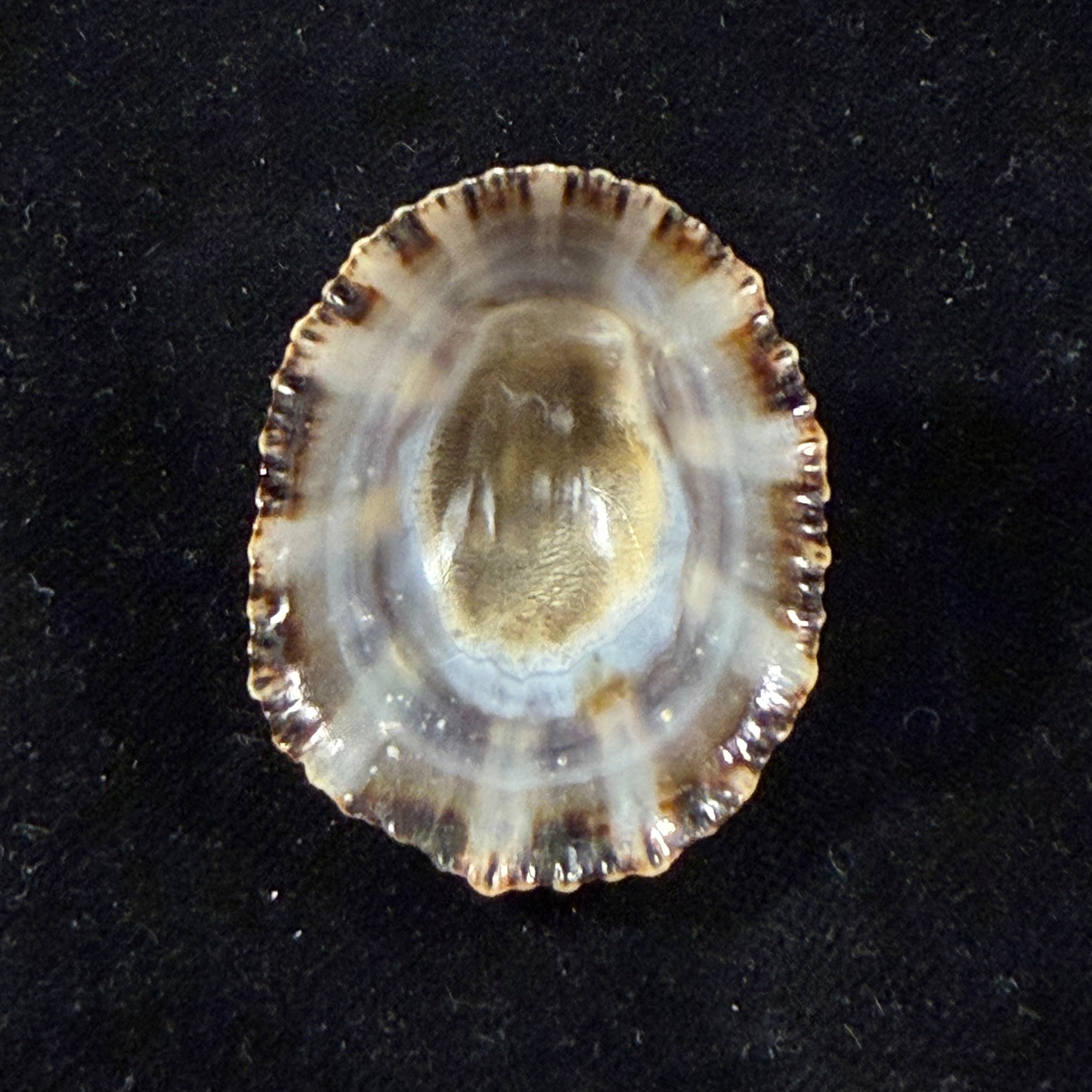 Patella rustica Linnaeus, 1758 - 41,1mm