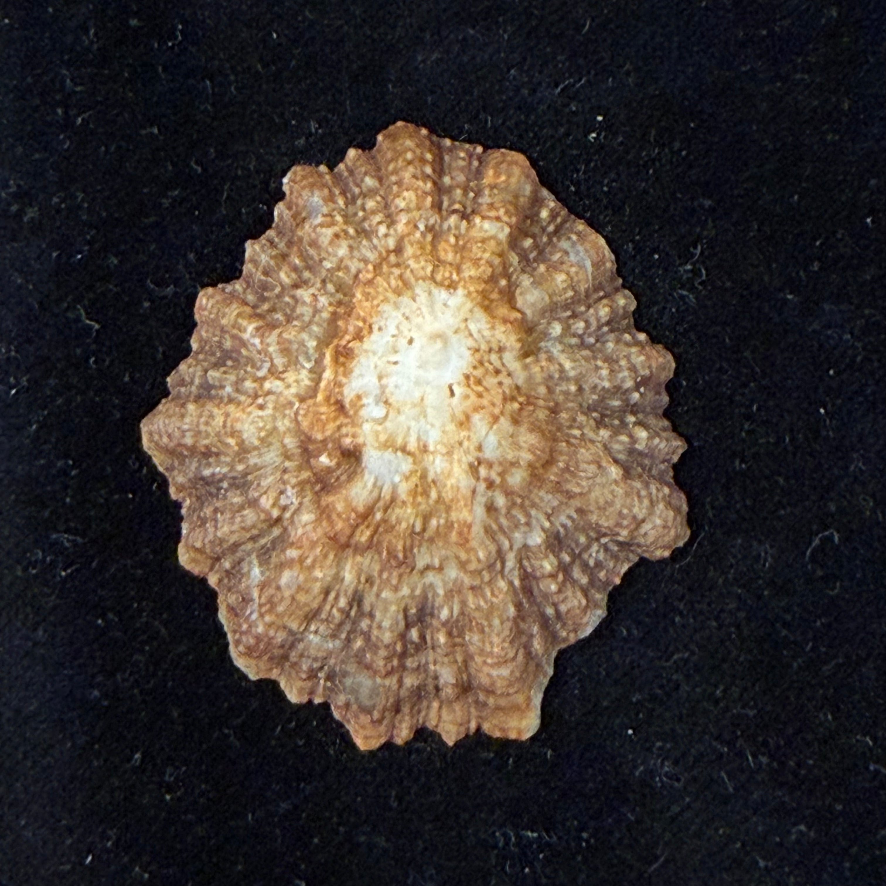 Patella tenuis Gmelin, 1791 - 44,7mm