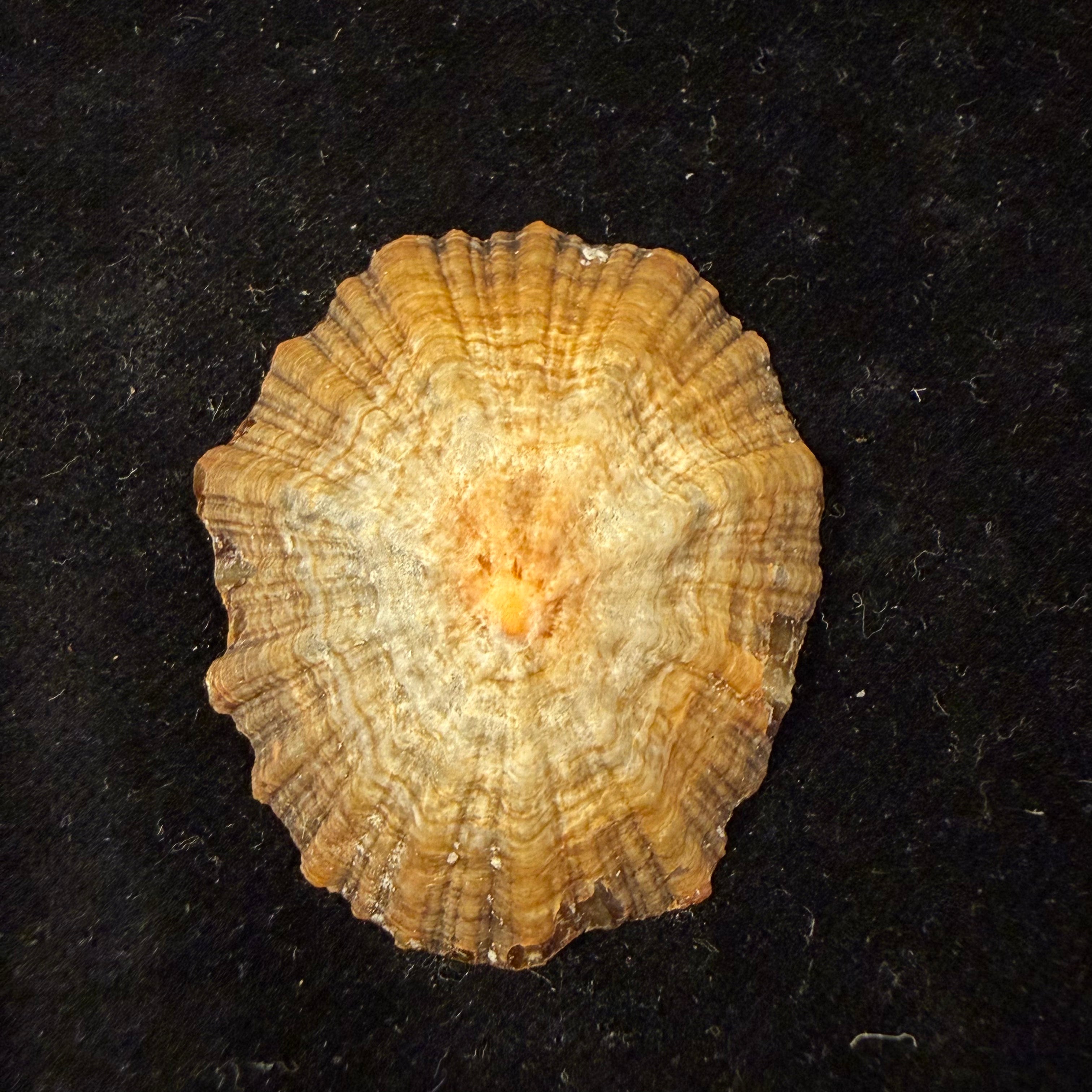 Patella tenuis Gmelin, 1791 - 46,1mm