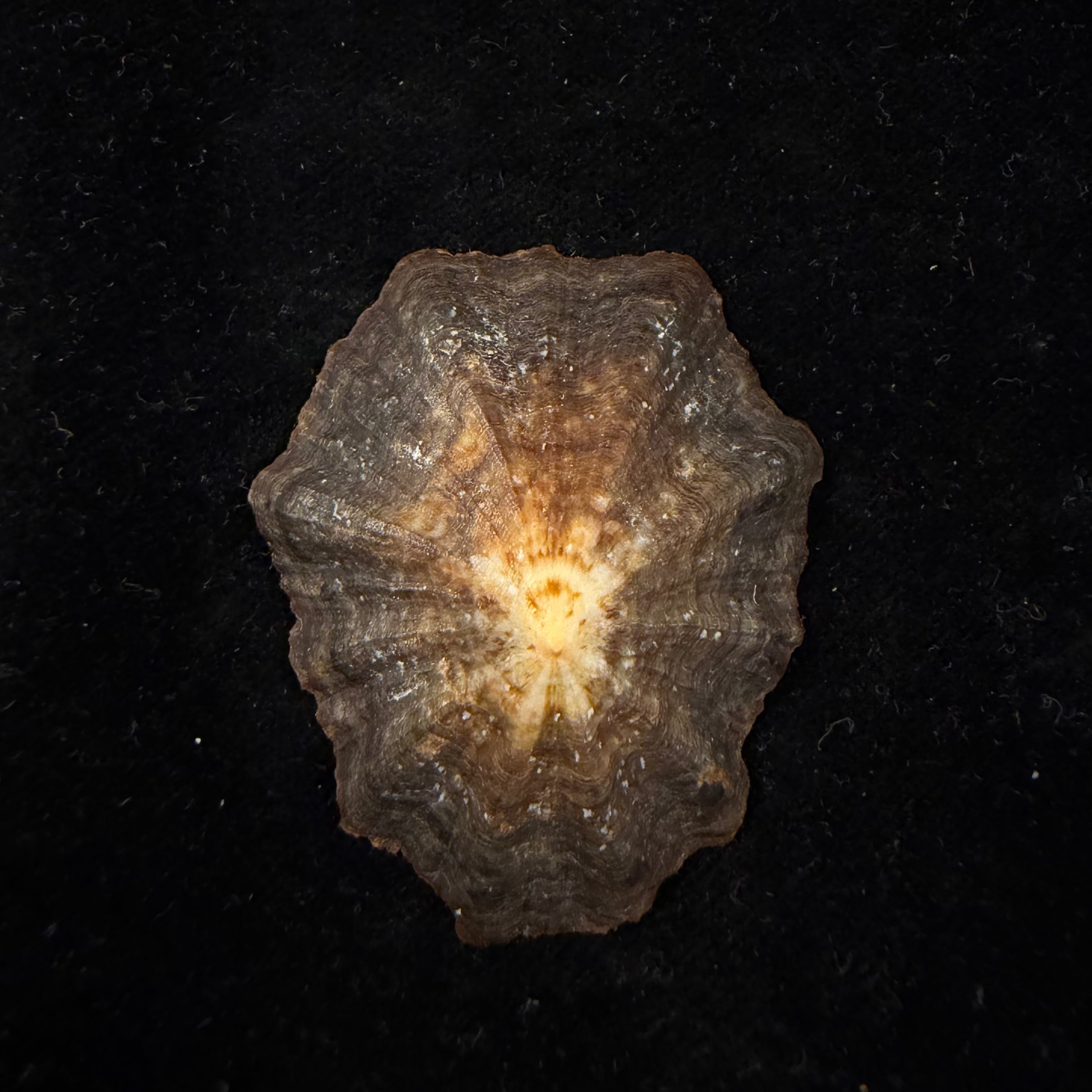 Patella tenuis Gmelin, 1791 - 46,9mm