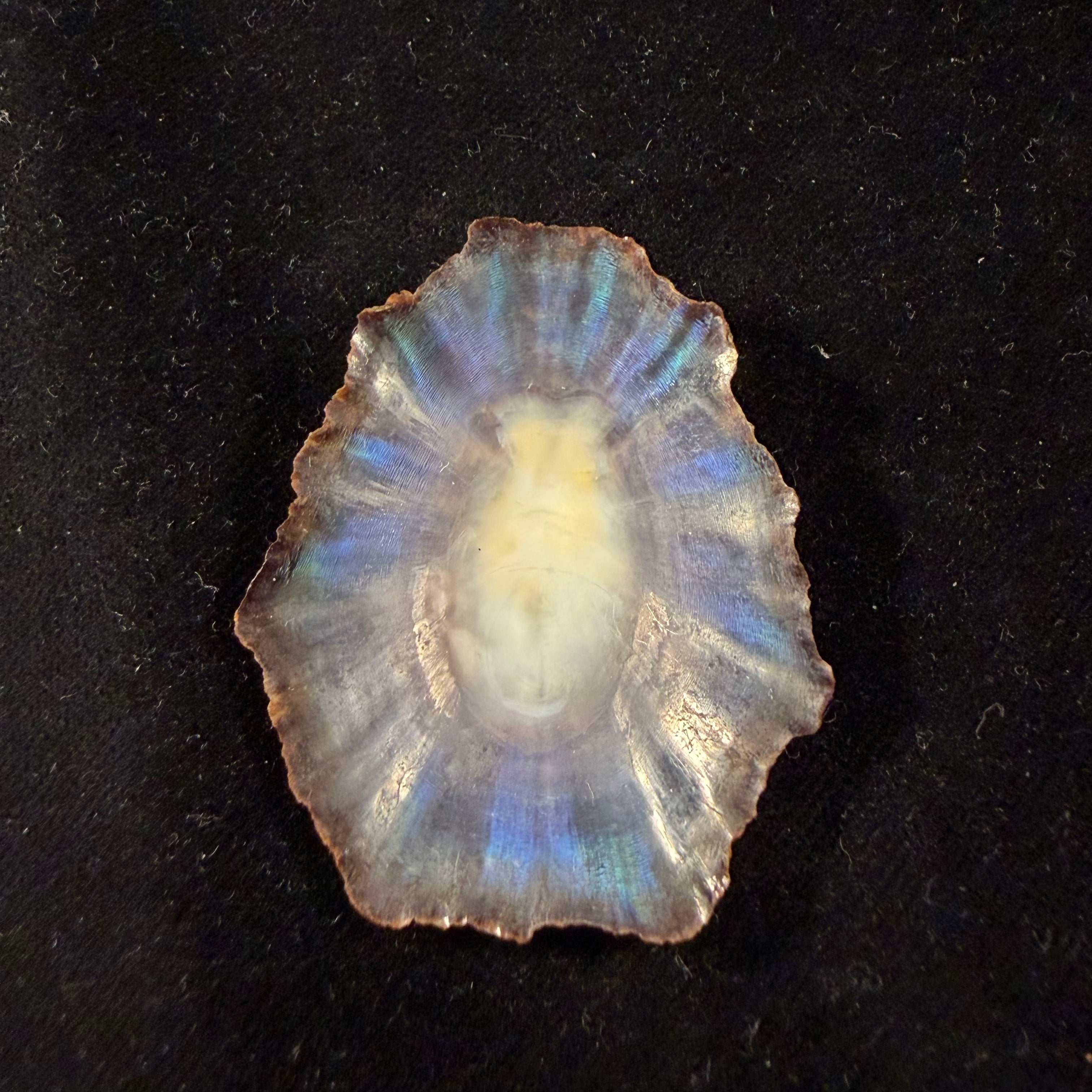 Patella tenuis Gmelin, 1791 - 46,9mm