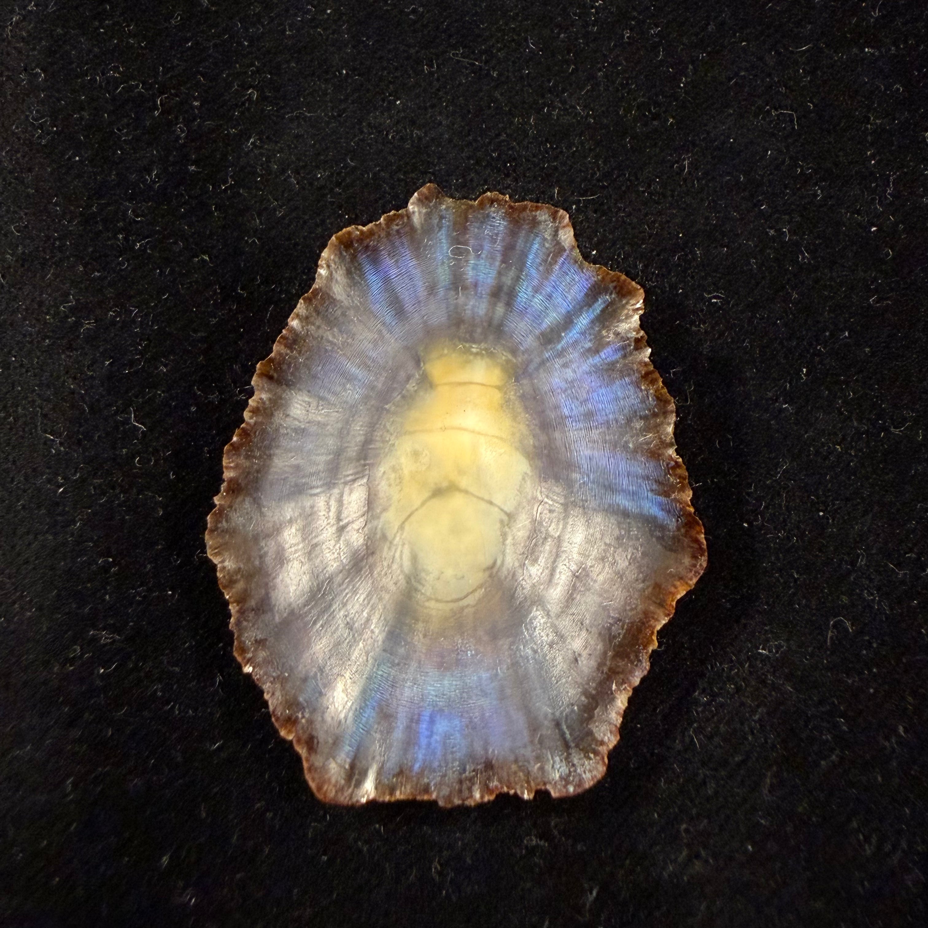Patella tenuis Gmelin, 1791 - 43,9mm