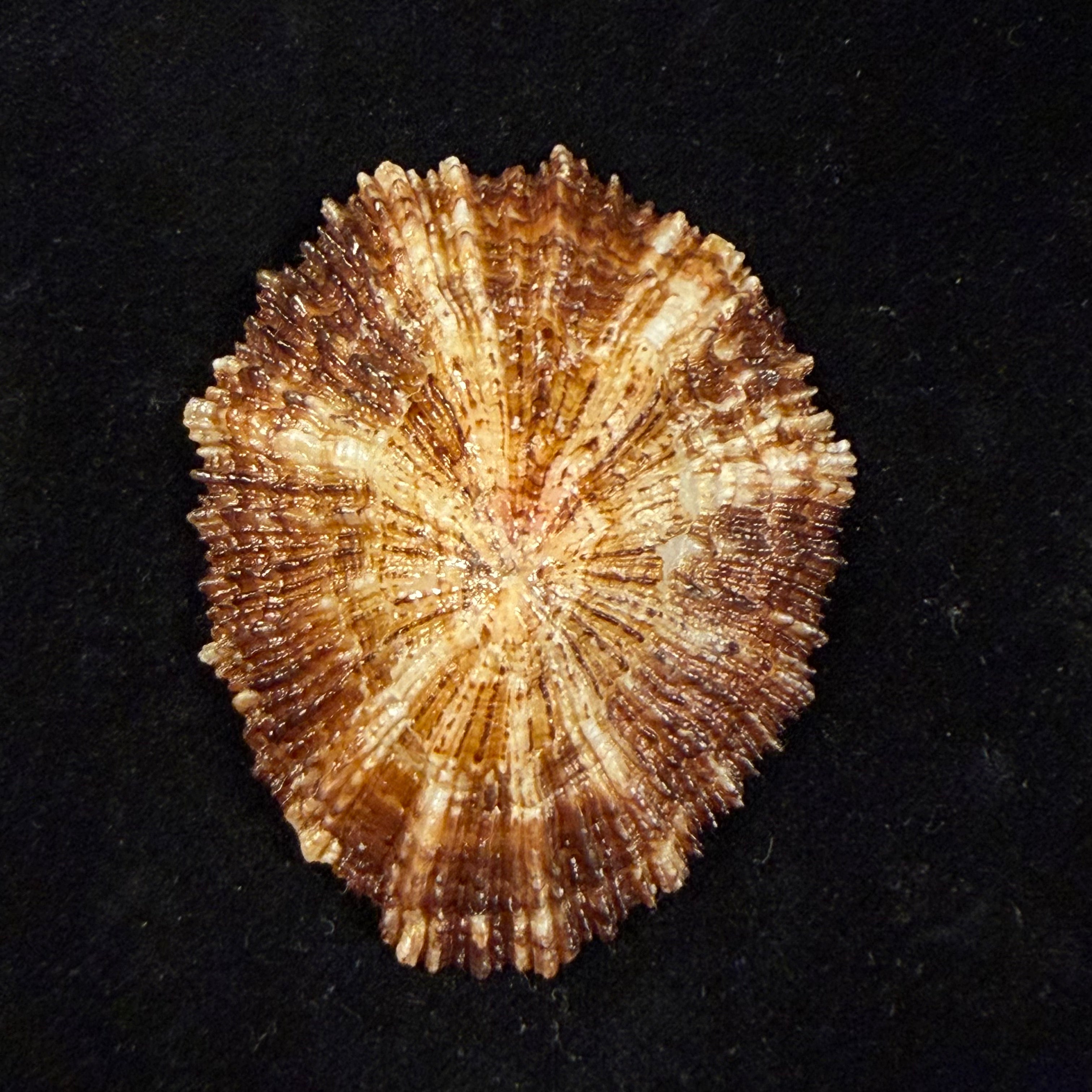 Patella aspera Röding, 1798 - 61,5mm