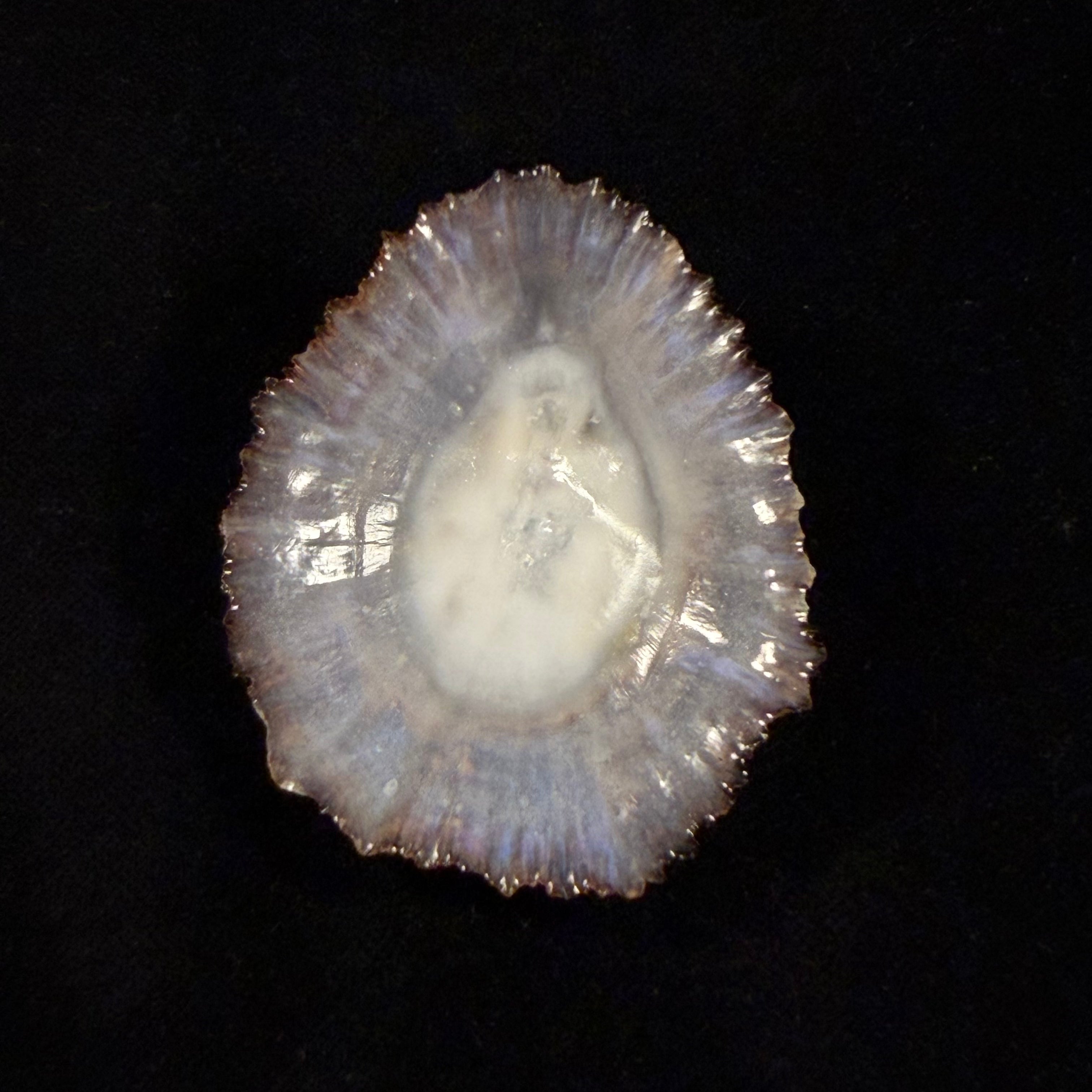 Patella aspera Röding, 1798 - 59,5mm