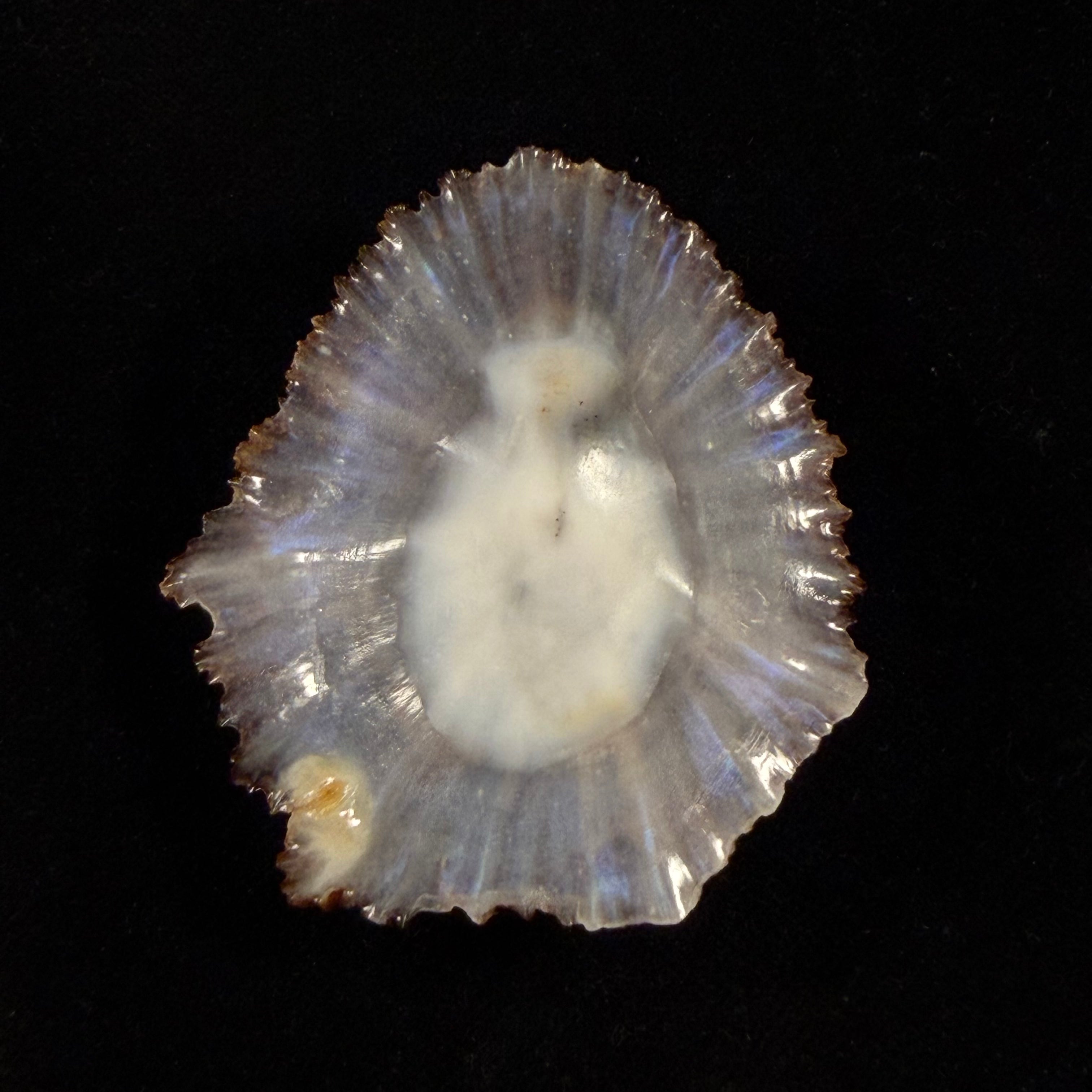 Patella aspera Röding, 1798 - 52,5mm