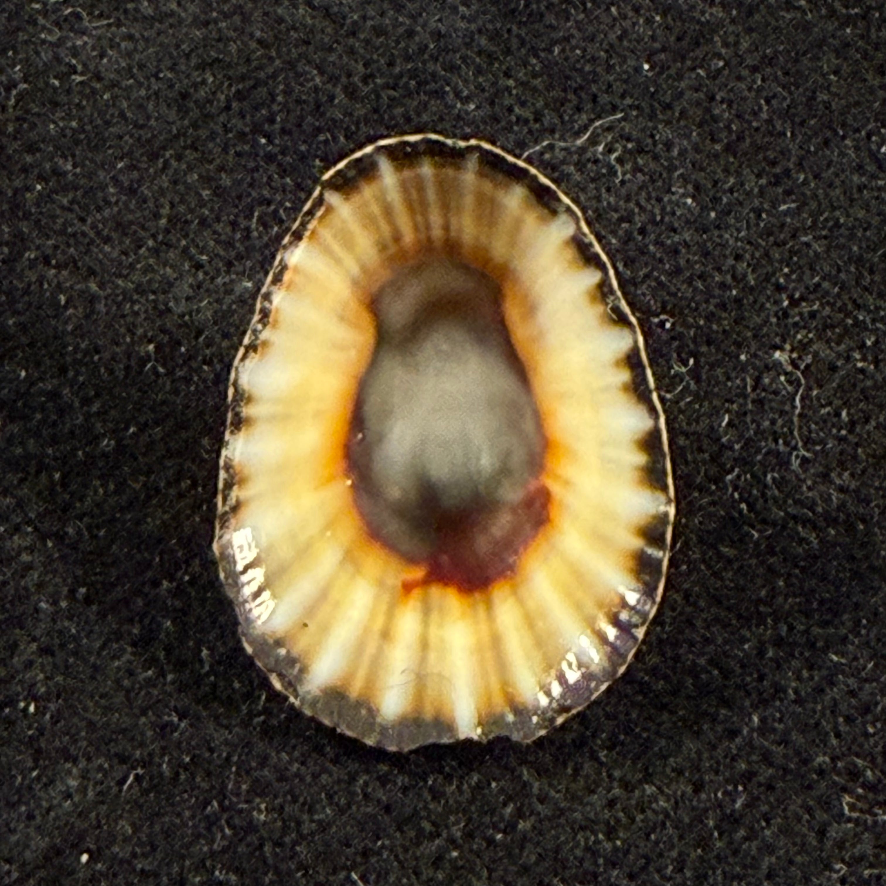 Cymbula oculus (Born, 1778) - 21,8mm