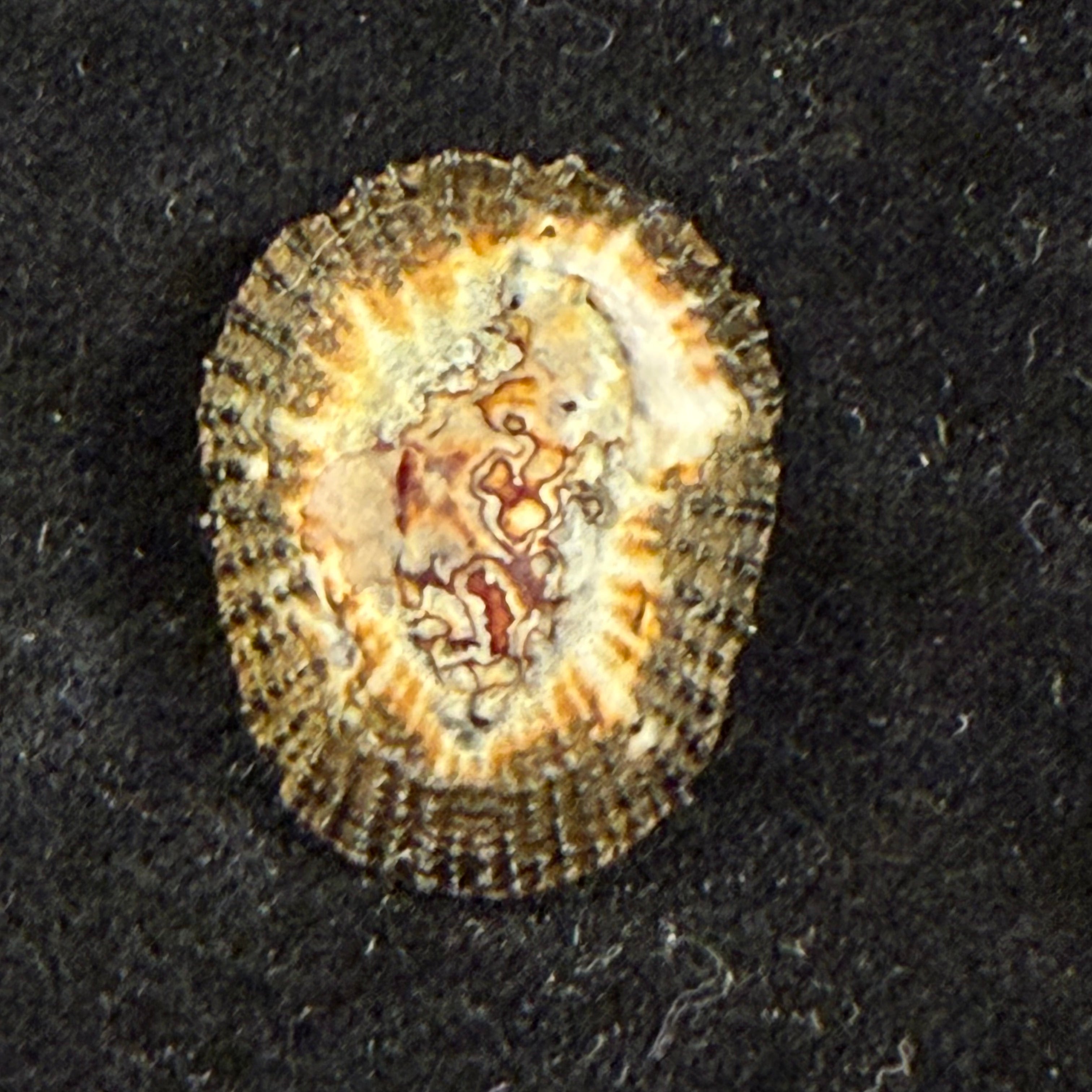 Cymbula oculus (Born, 1778) - 24,9mm