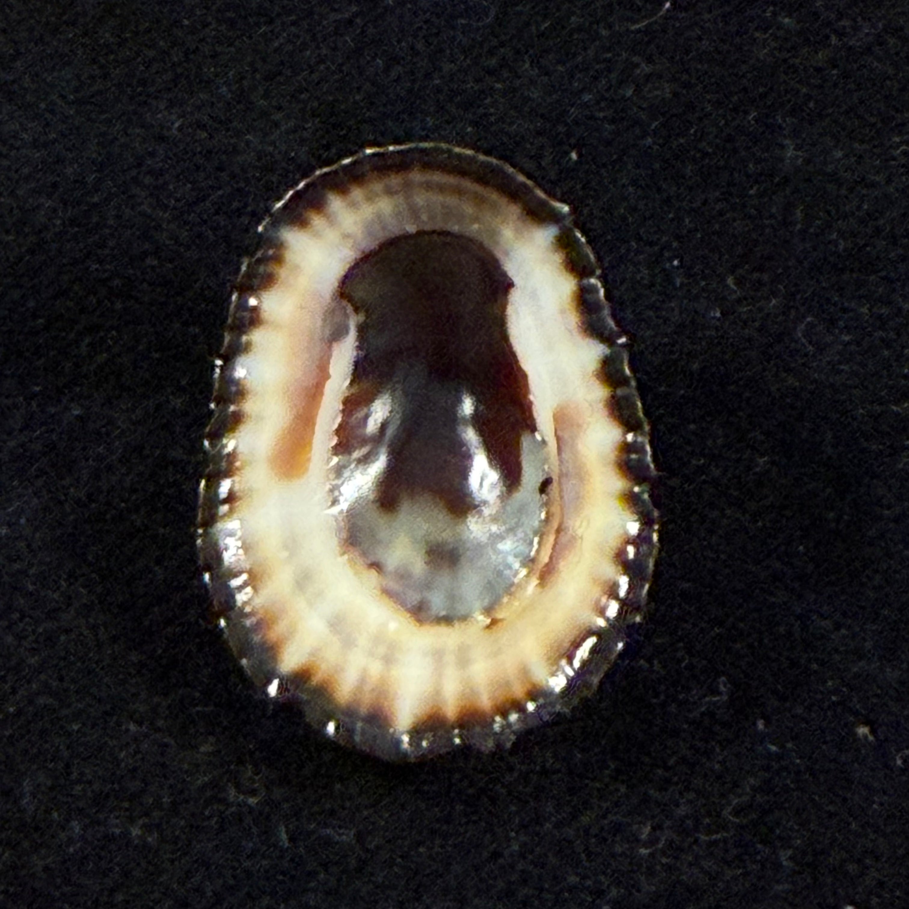 Cymbula oculus (Born, 1778) - 24,9mm