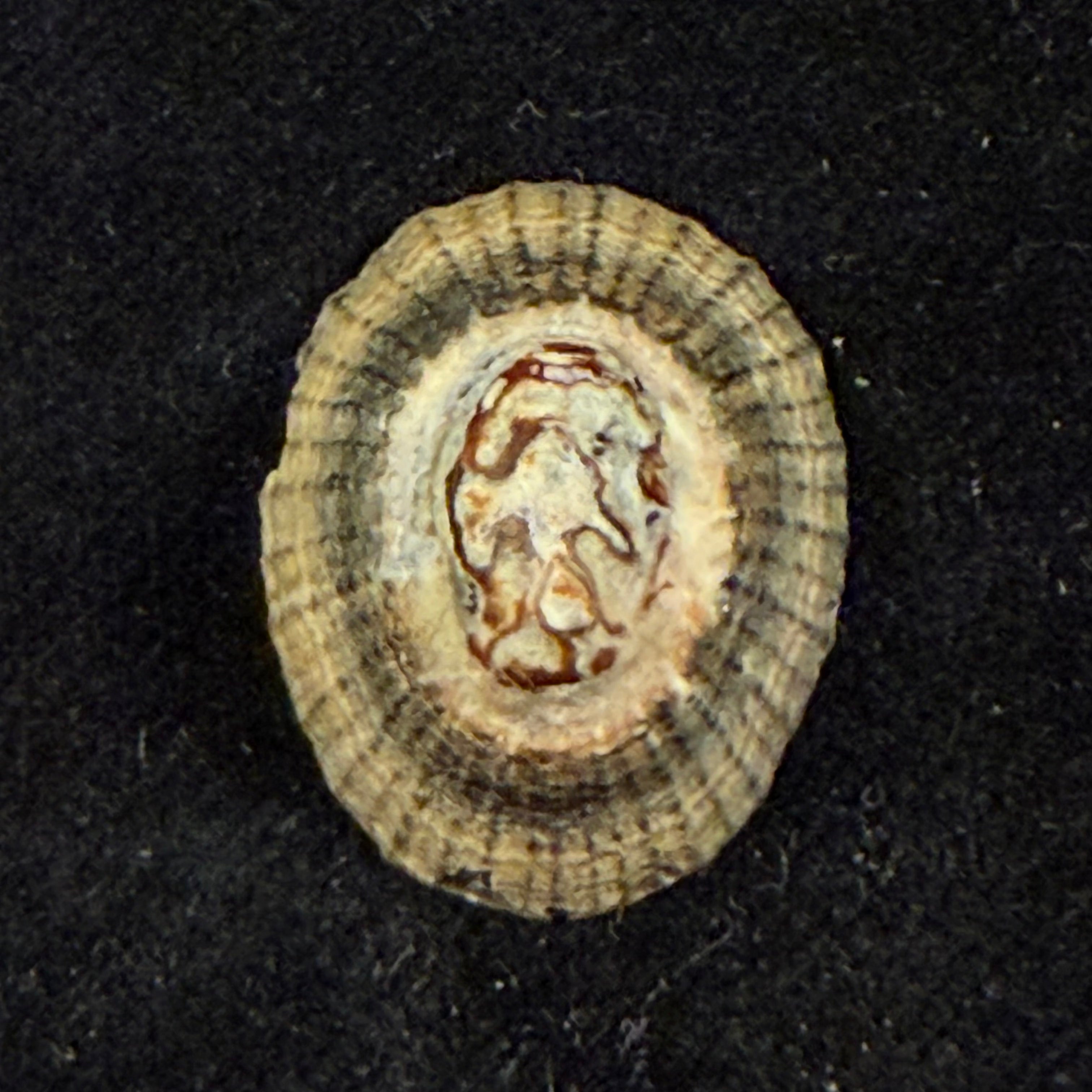 Cymbula oculus (Born, 1778) - 23,3mm